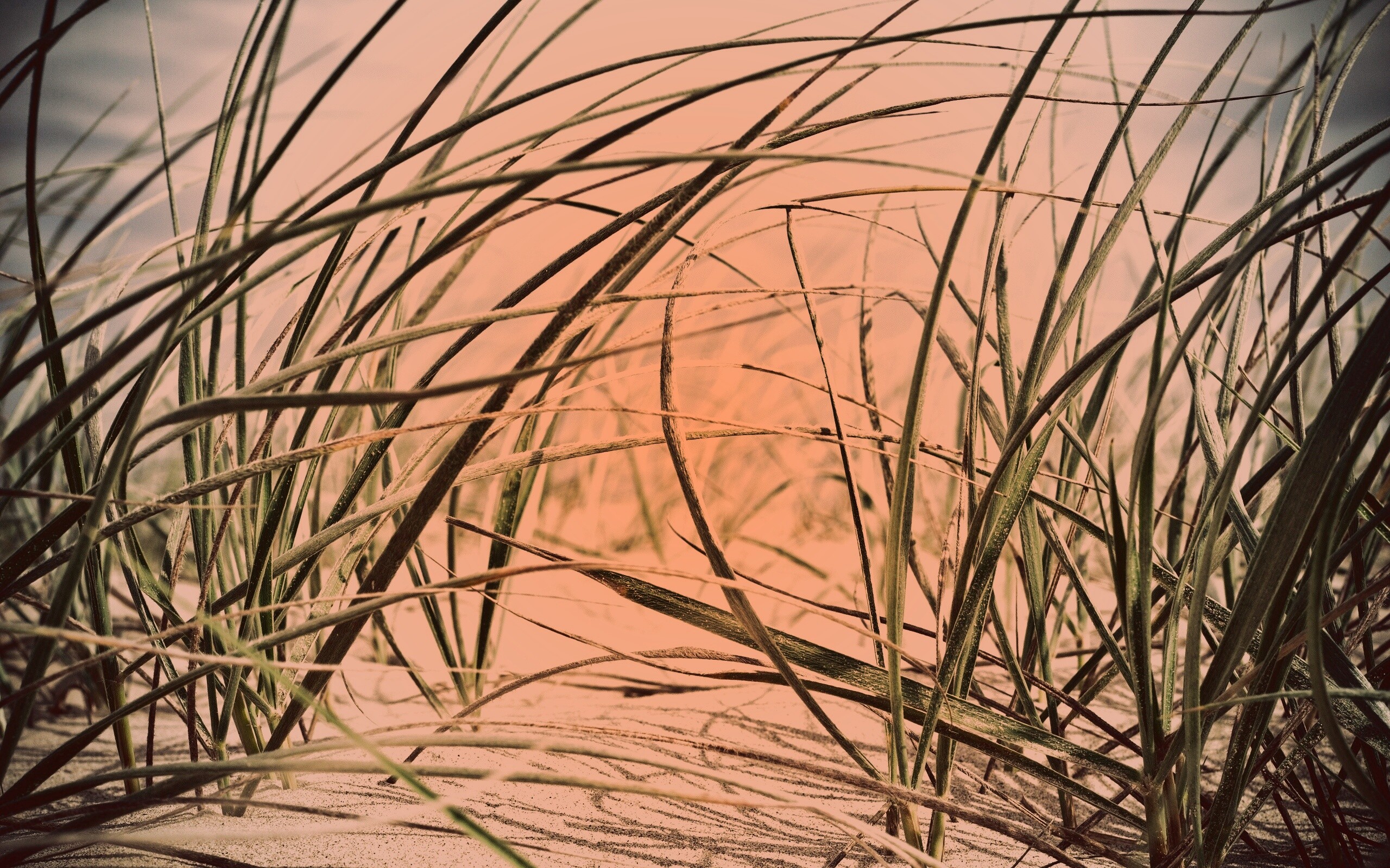 Трава на песке обои