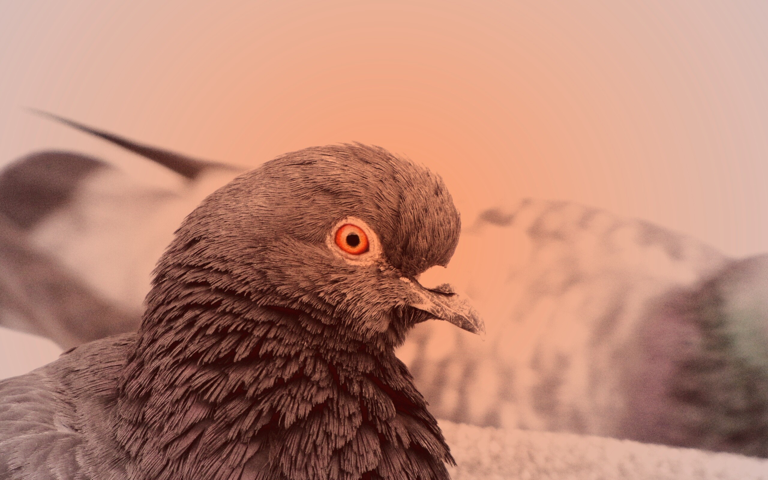 Смотрит в самую душу обои