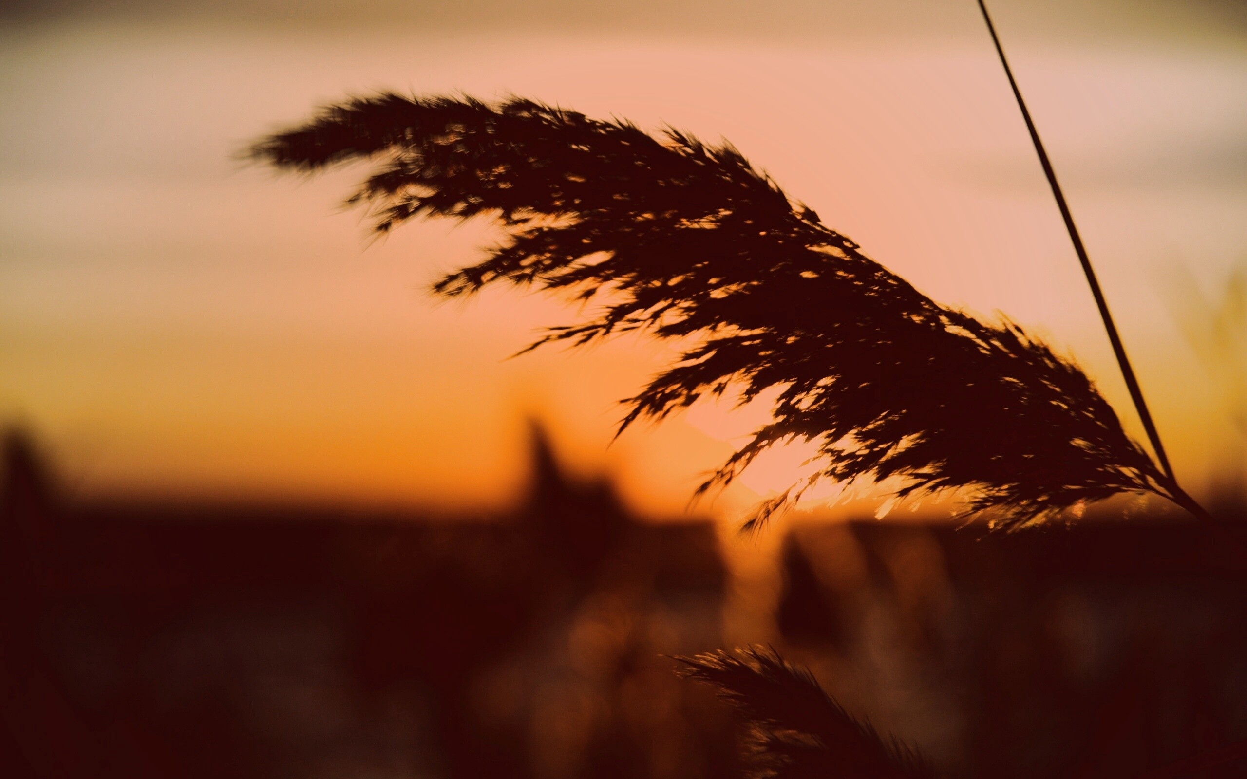 Камыш на закате обои