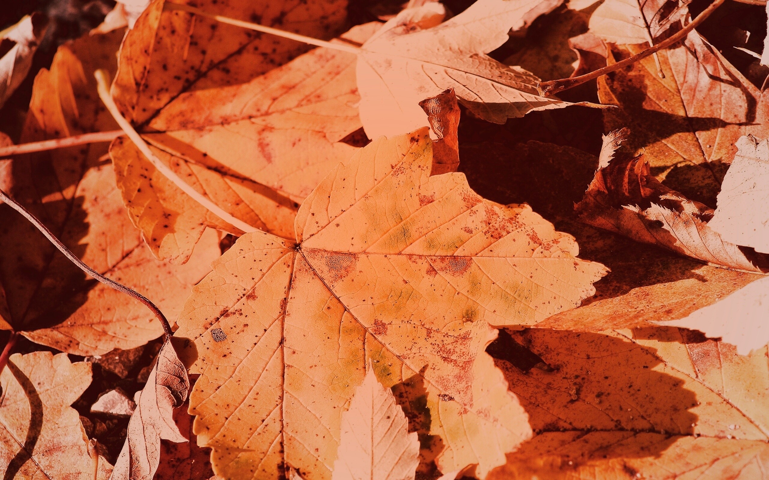 Осенние листья обои