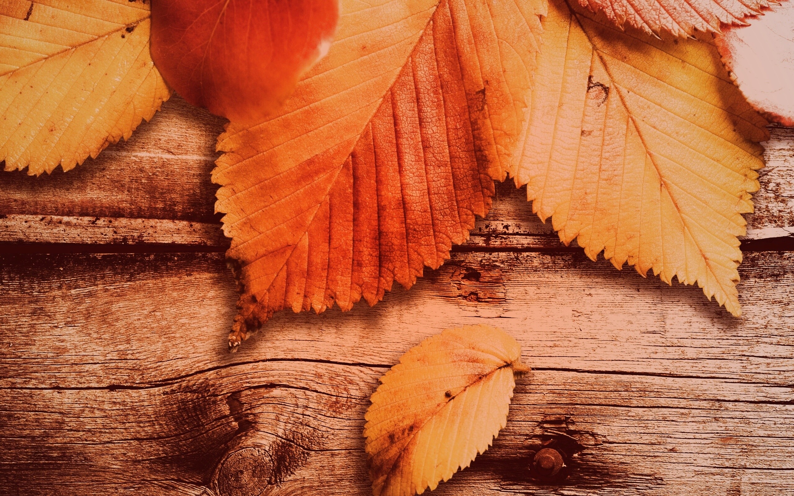 Красиво разложенные листья обои