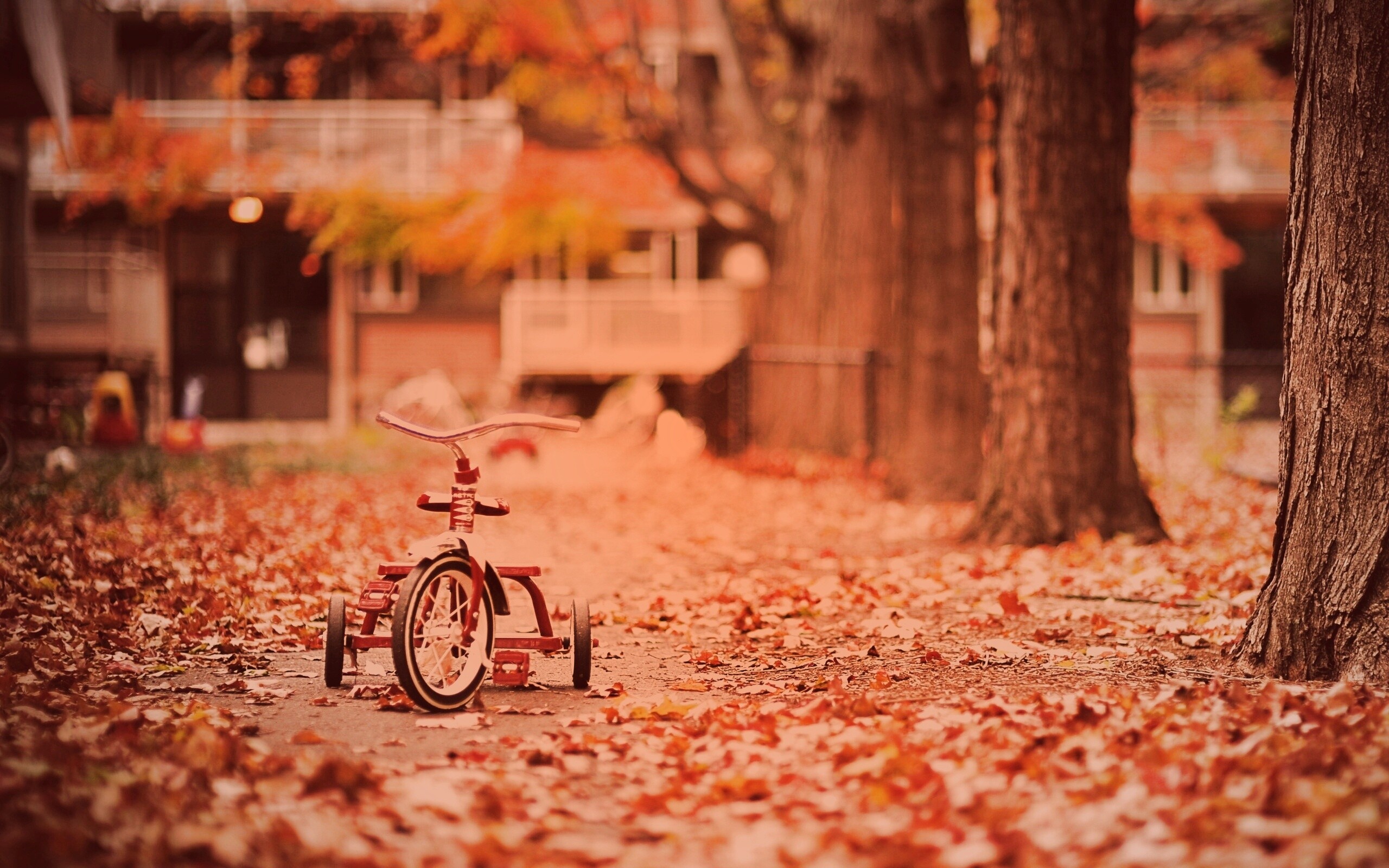 Трёхколёсный друг на осенней дорожке обои