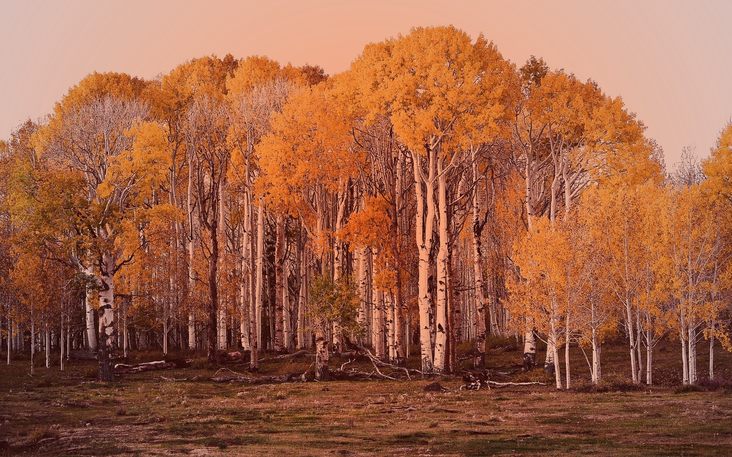 Пожелтевшая березовая роща обои