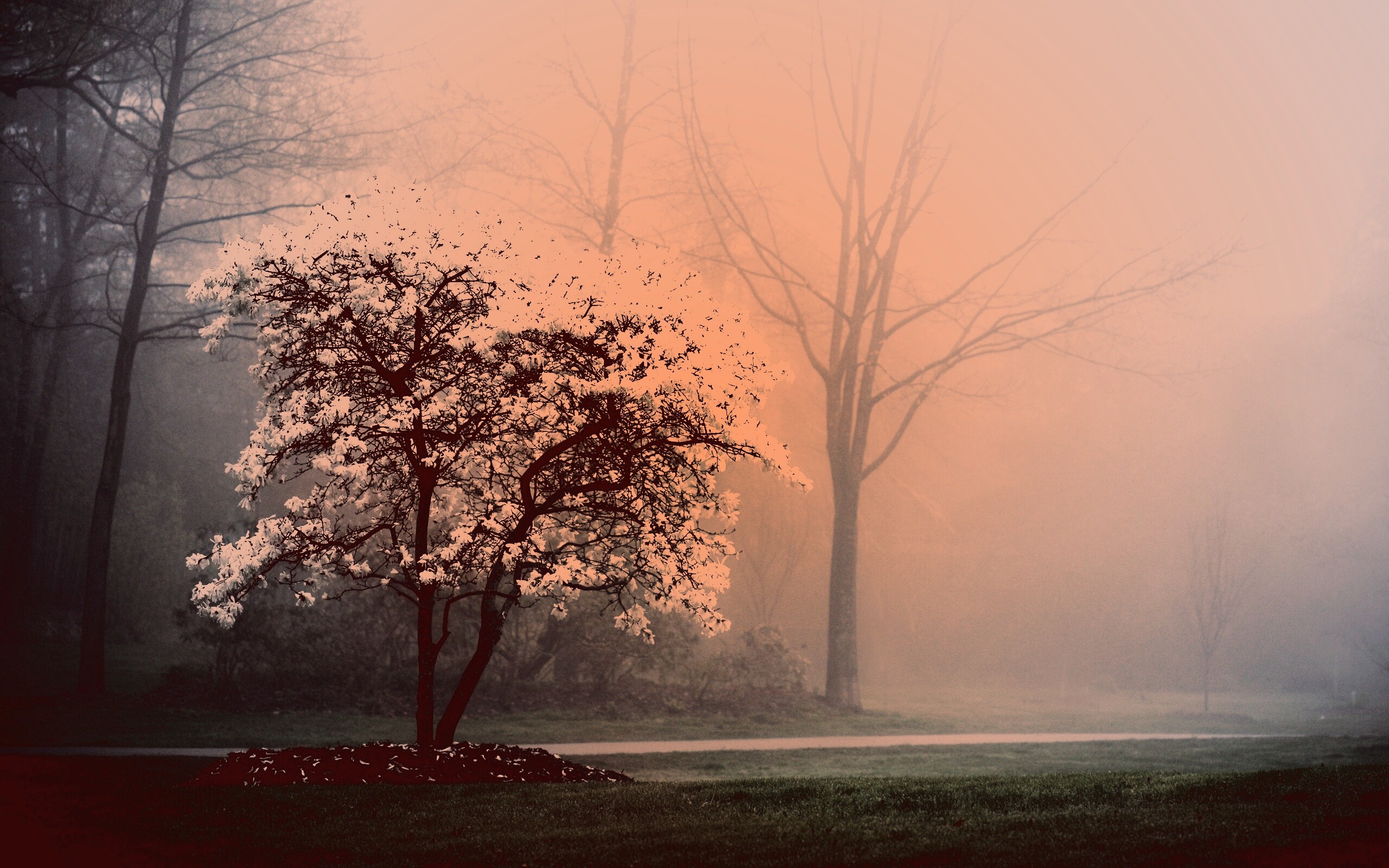 Цветущее дерево обои