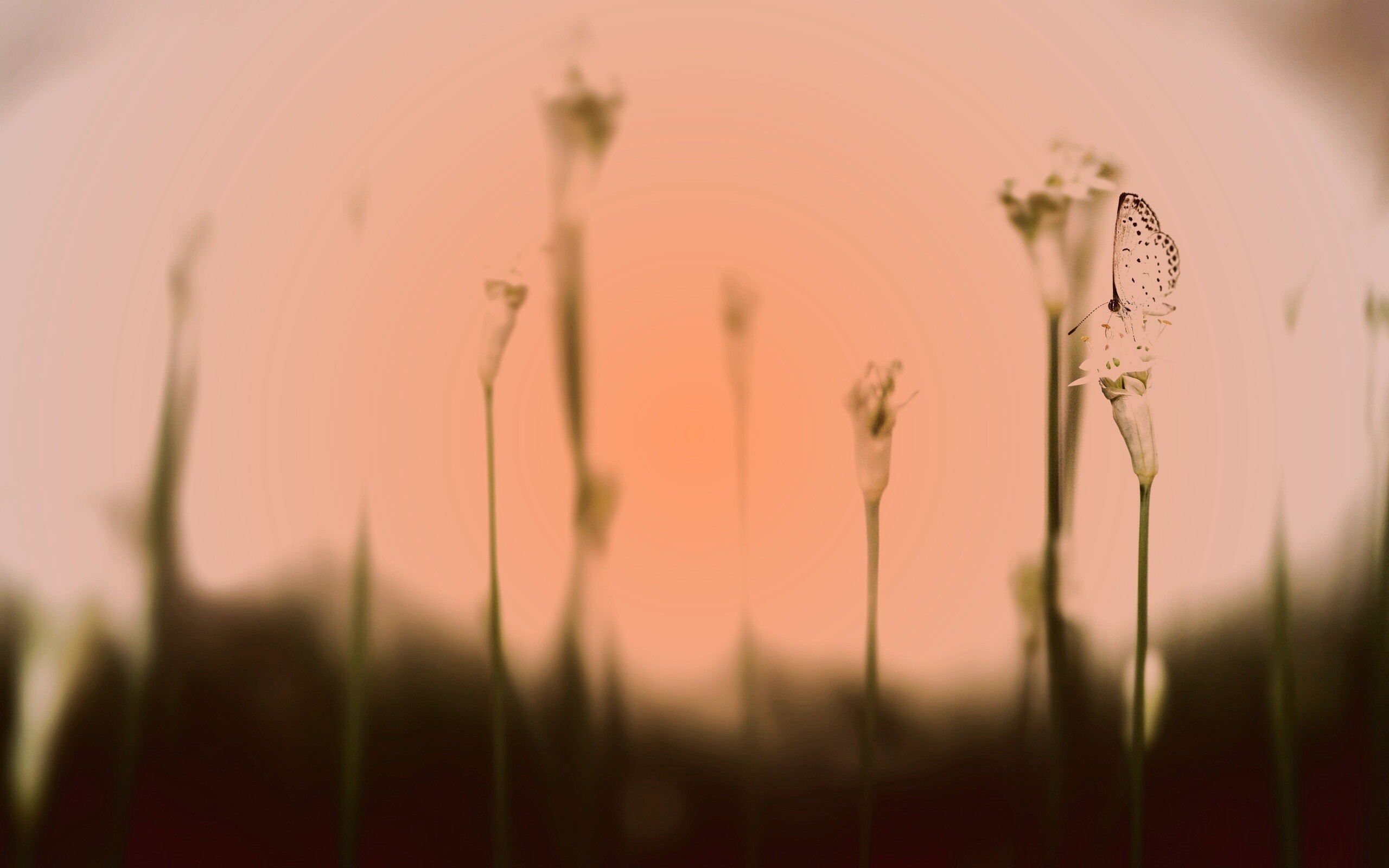 Бабочка на цветке обои