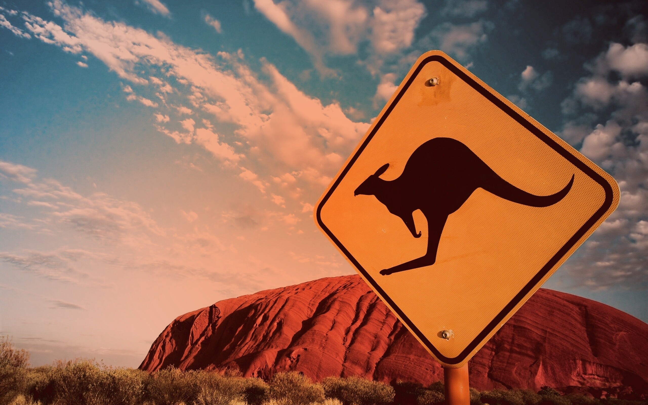 Осторожно, кенгуру! обои