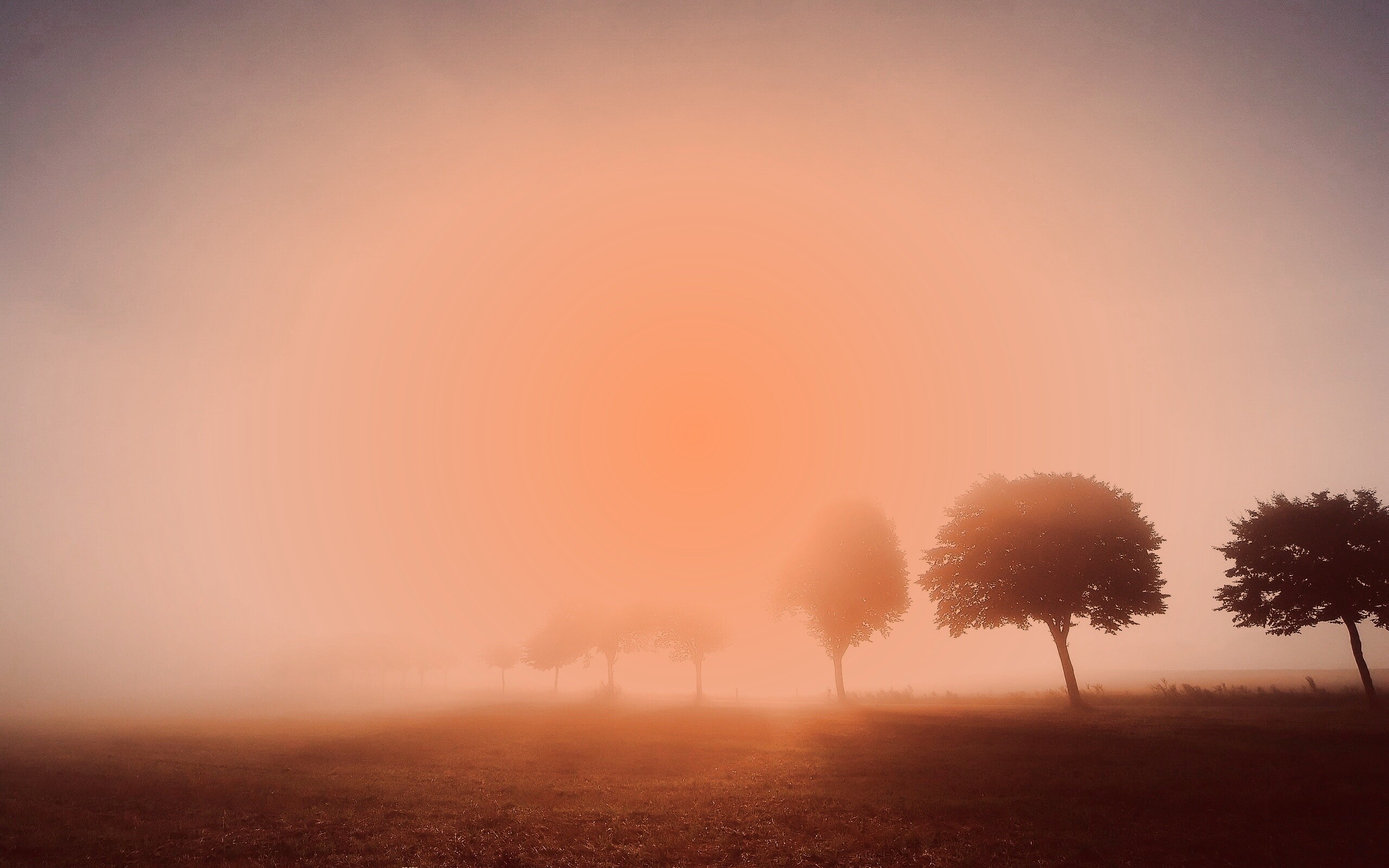 Деревья в поле обои