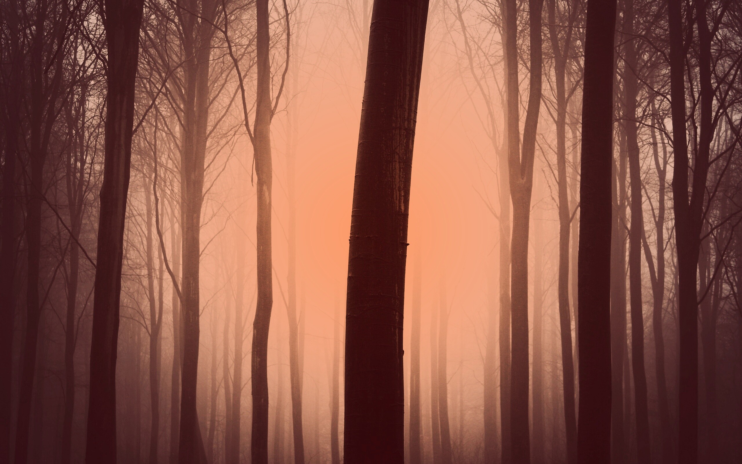 Туман в лесу обои