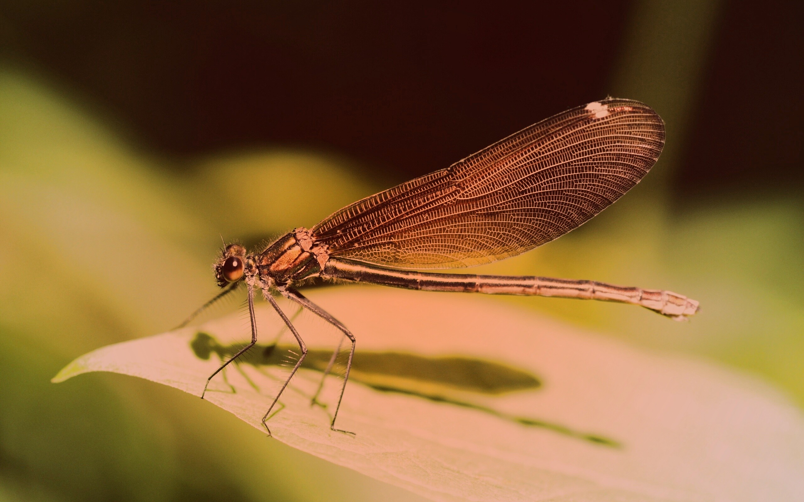 Стрекоза на листе обои
