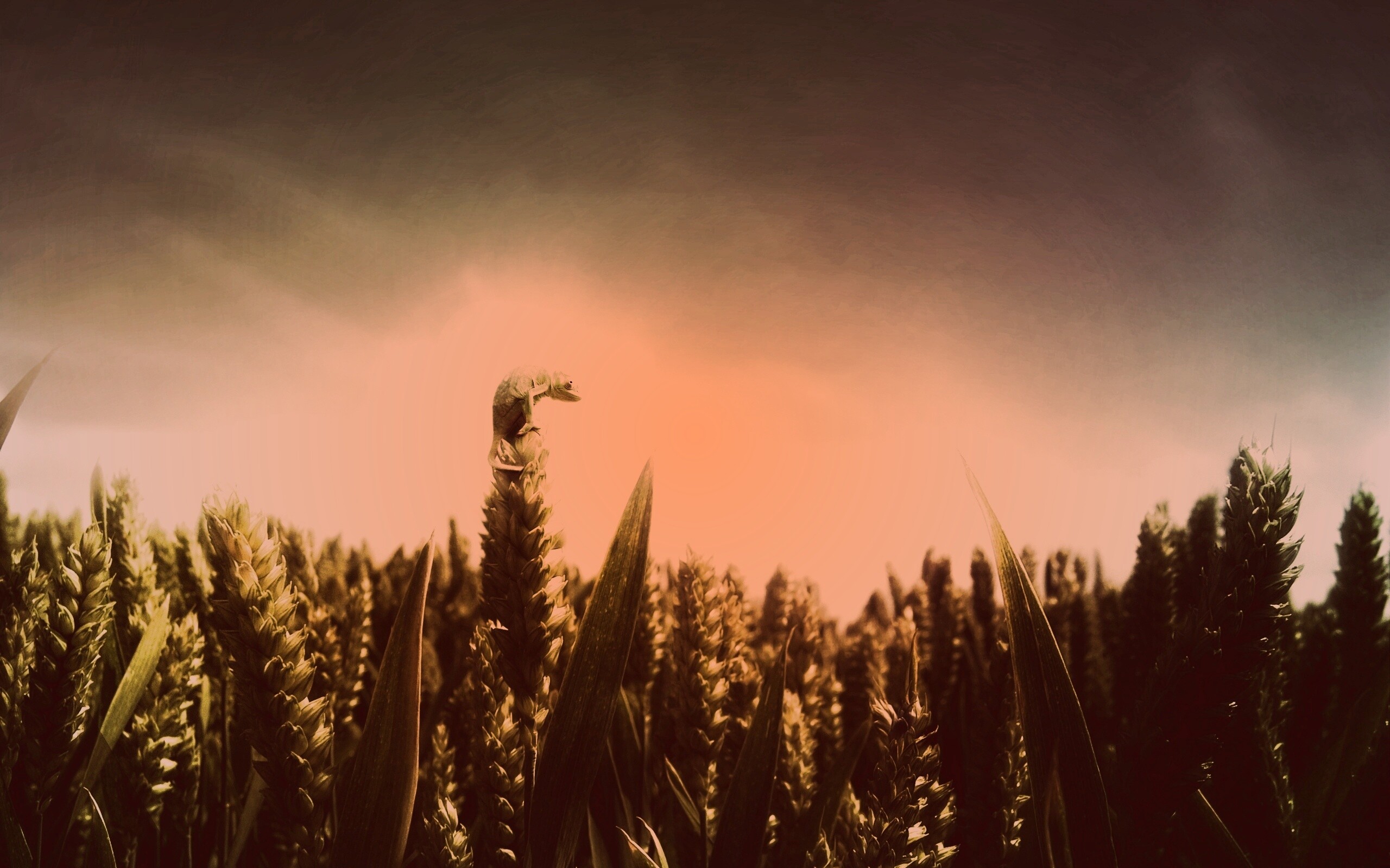 Маленький хамелеон на травинке обои