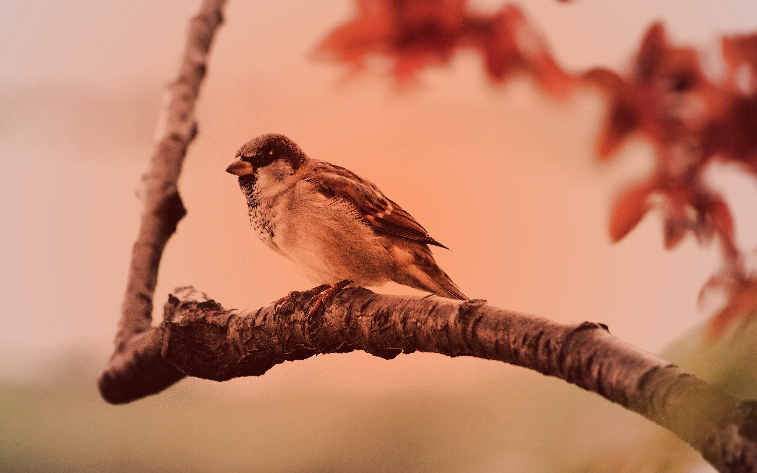 Птичка на ветке обои