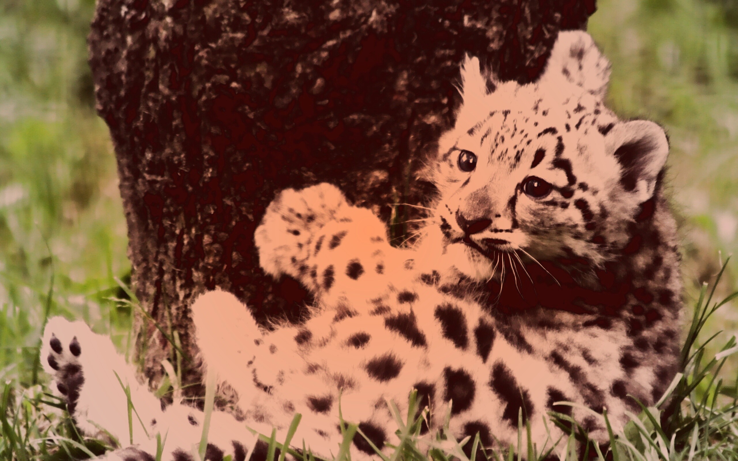 Котенок большой дикой кошки обои