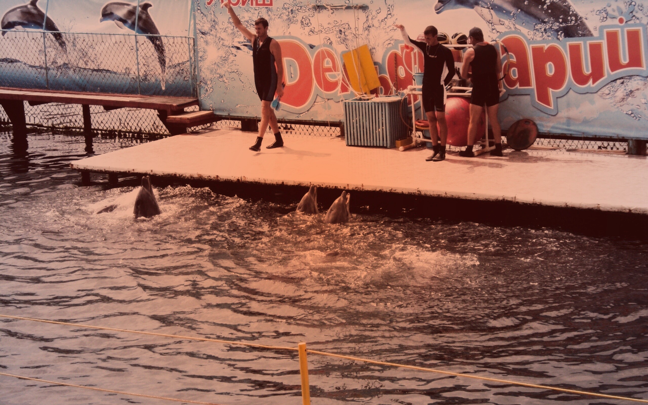 Утро в дельфинарии обои