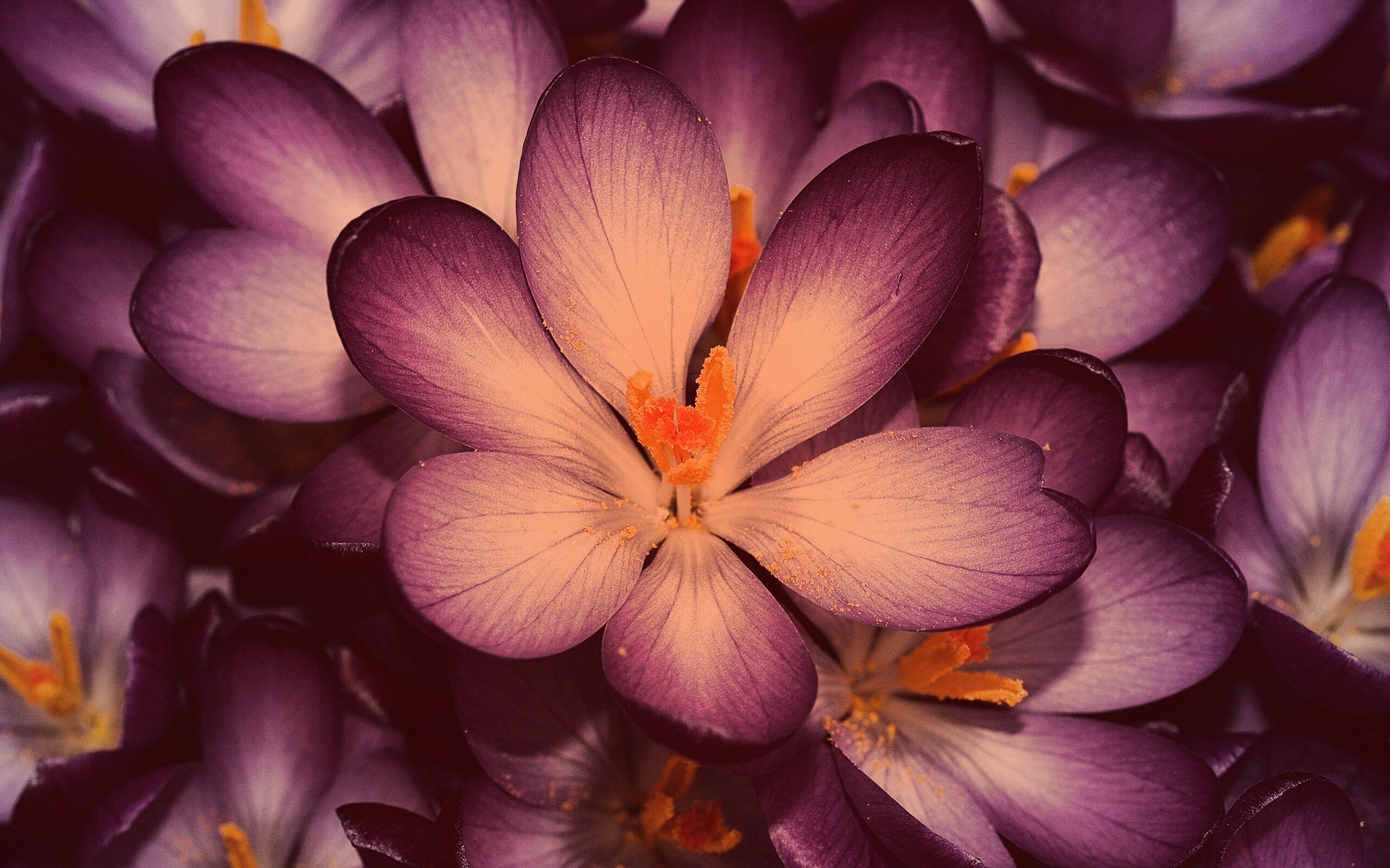 Сиреневый цветок обои