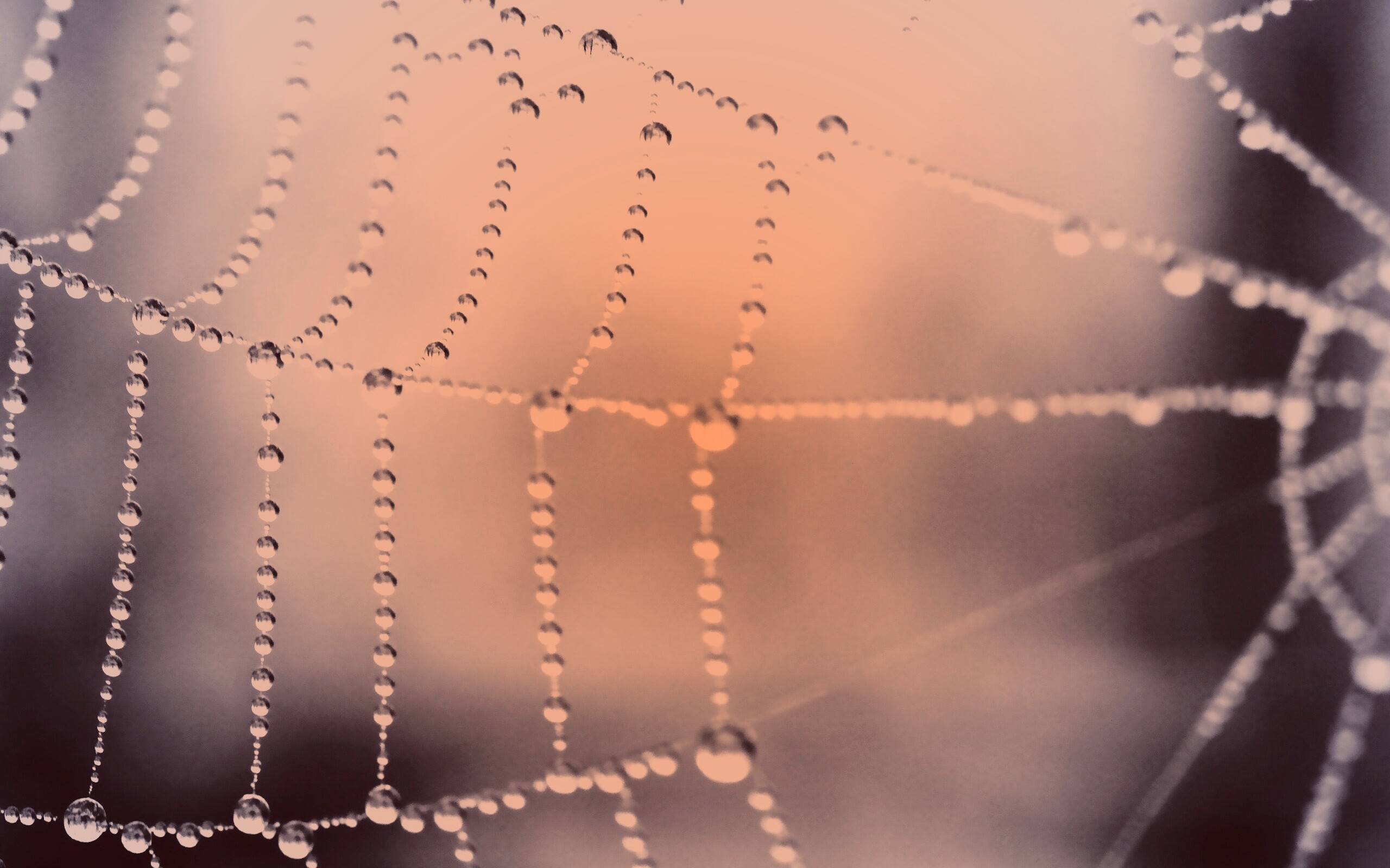 Капли росы на паутине обои