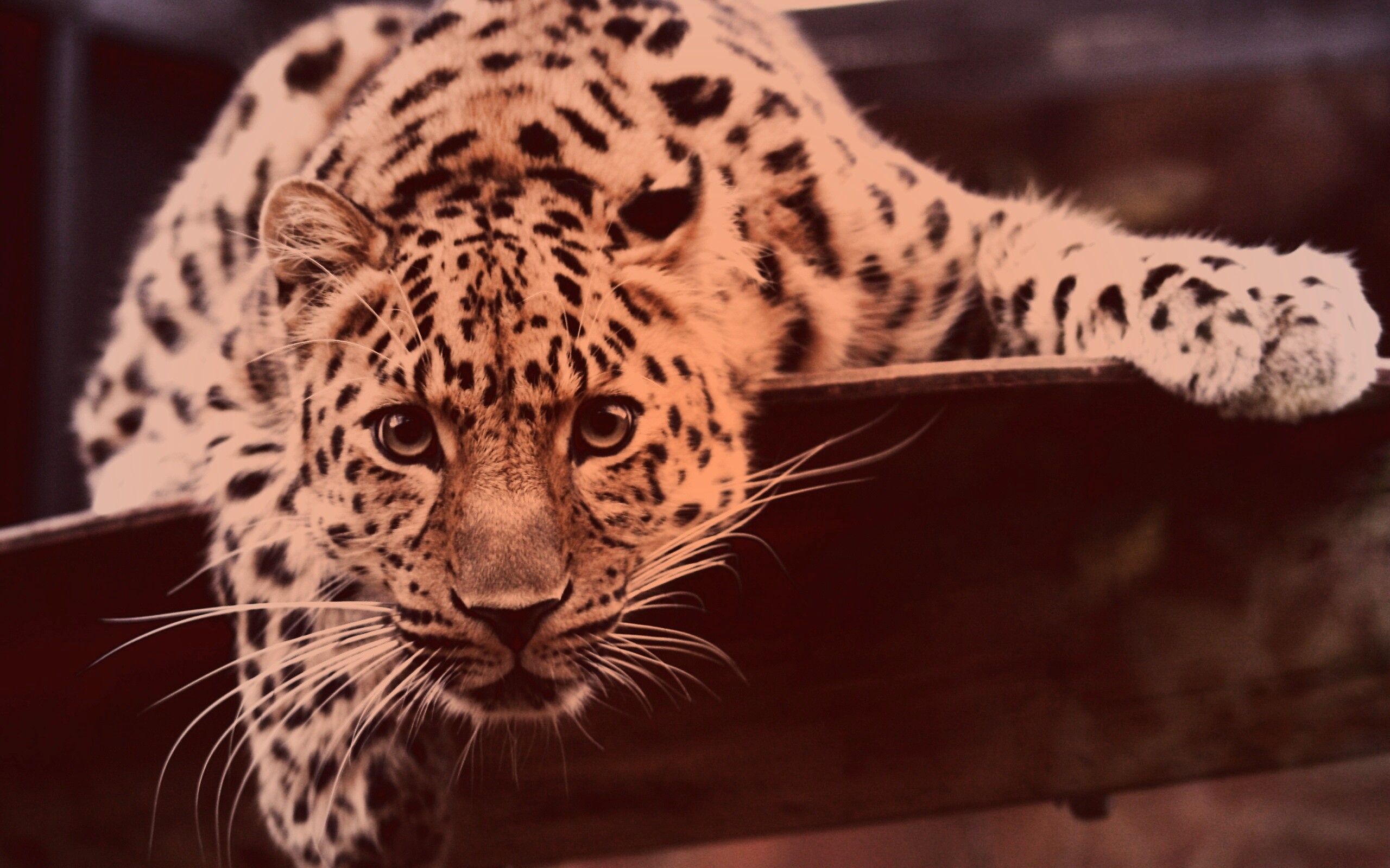 Леопард в зоопарке обои