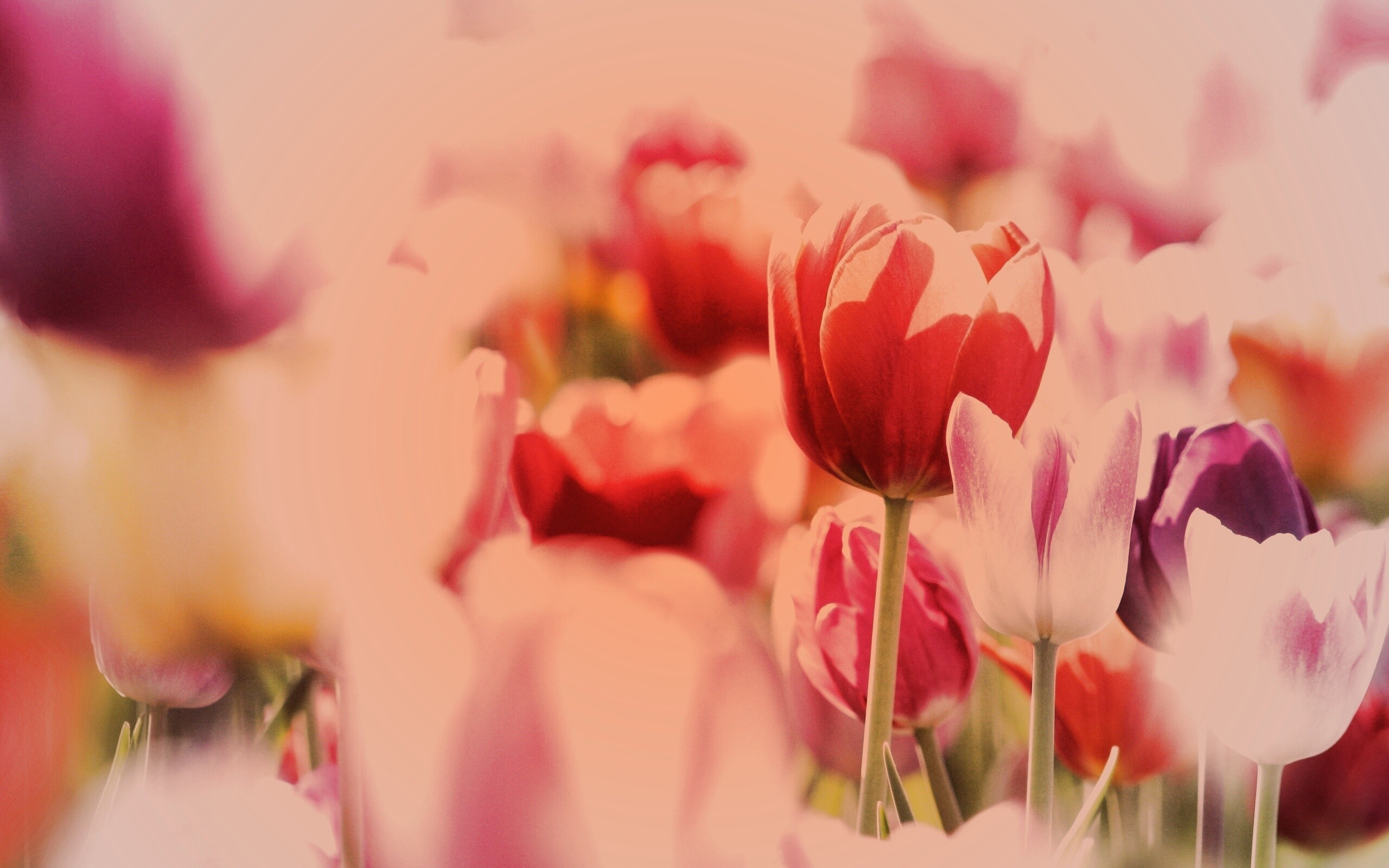 Красивые тюльпаны обои