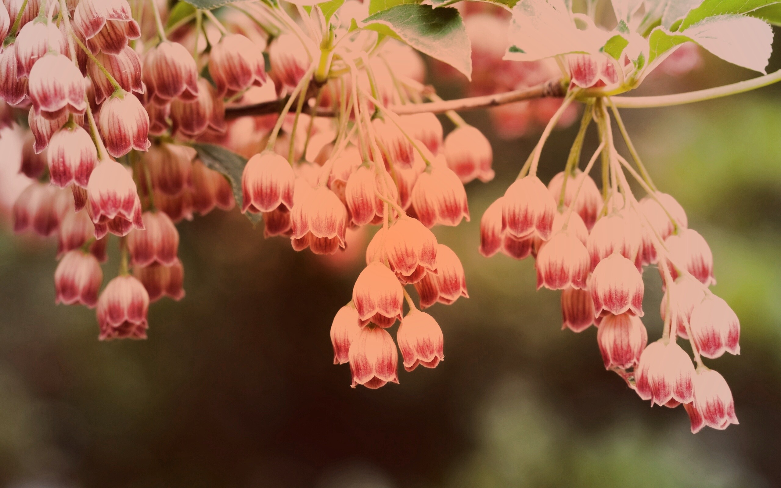 Красные колокольчики обои