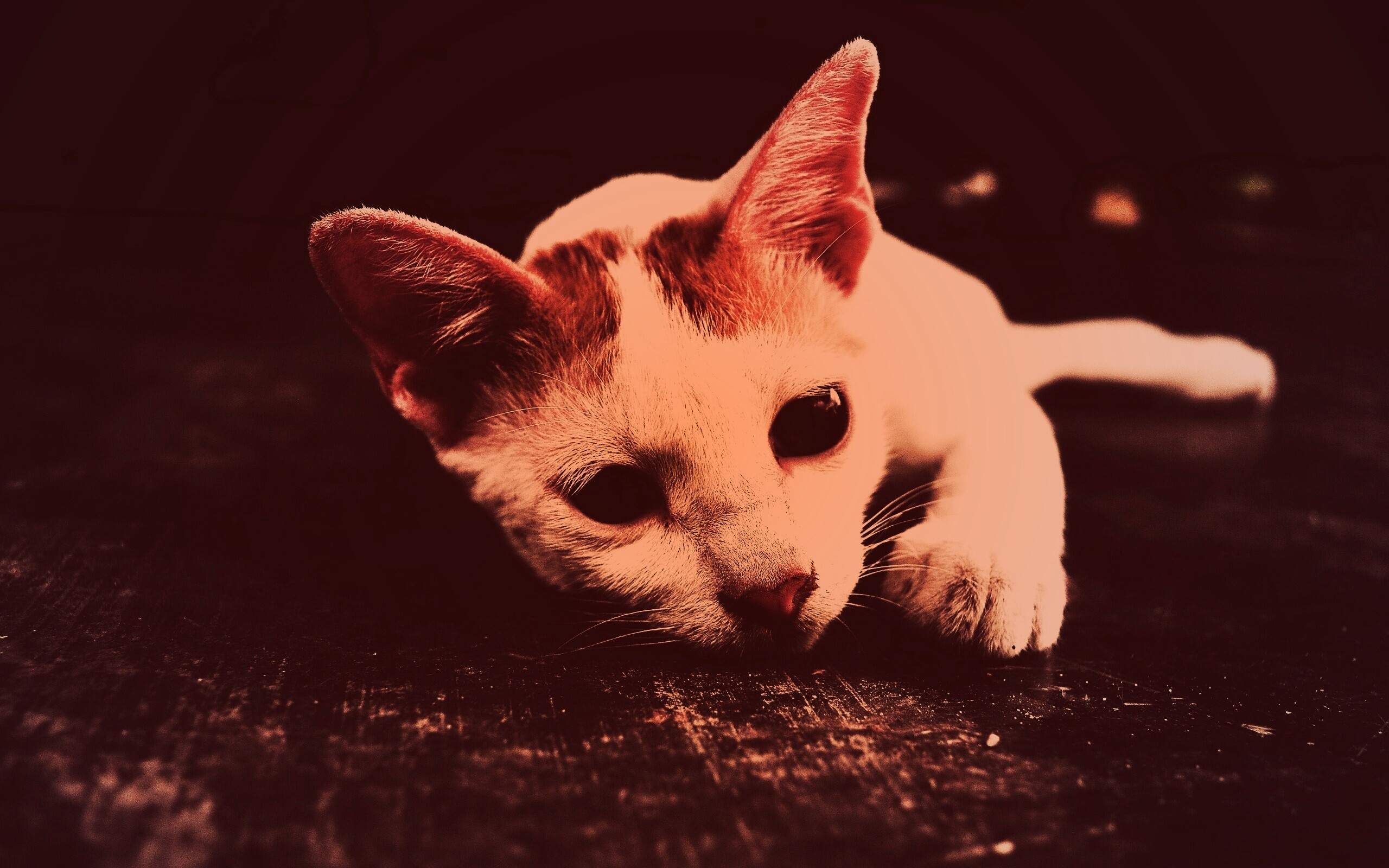 Белый кот на черном полу обои