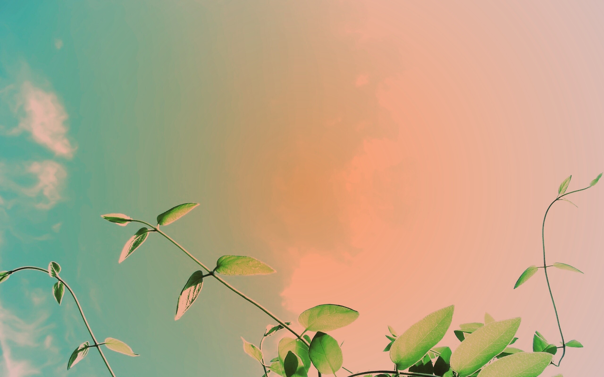 Зеленые ветви на фоне голубого неба обои