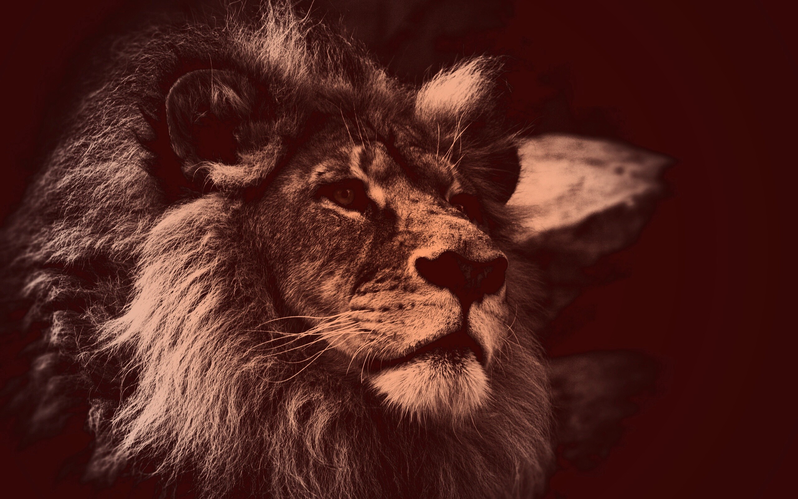 Гордый черно-белый лев обои