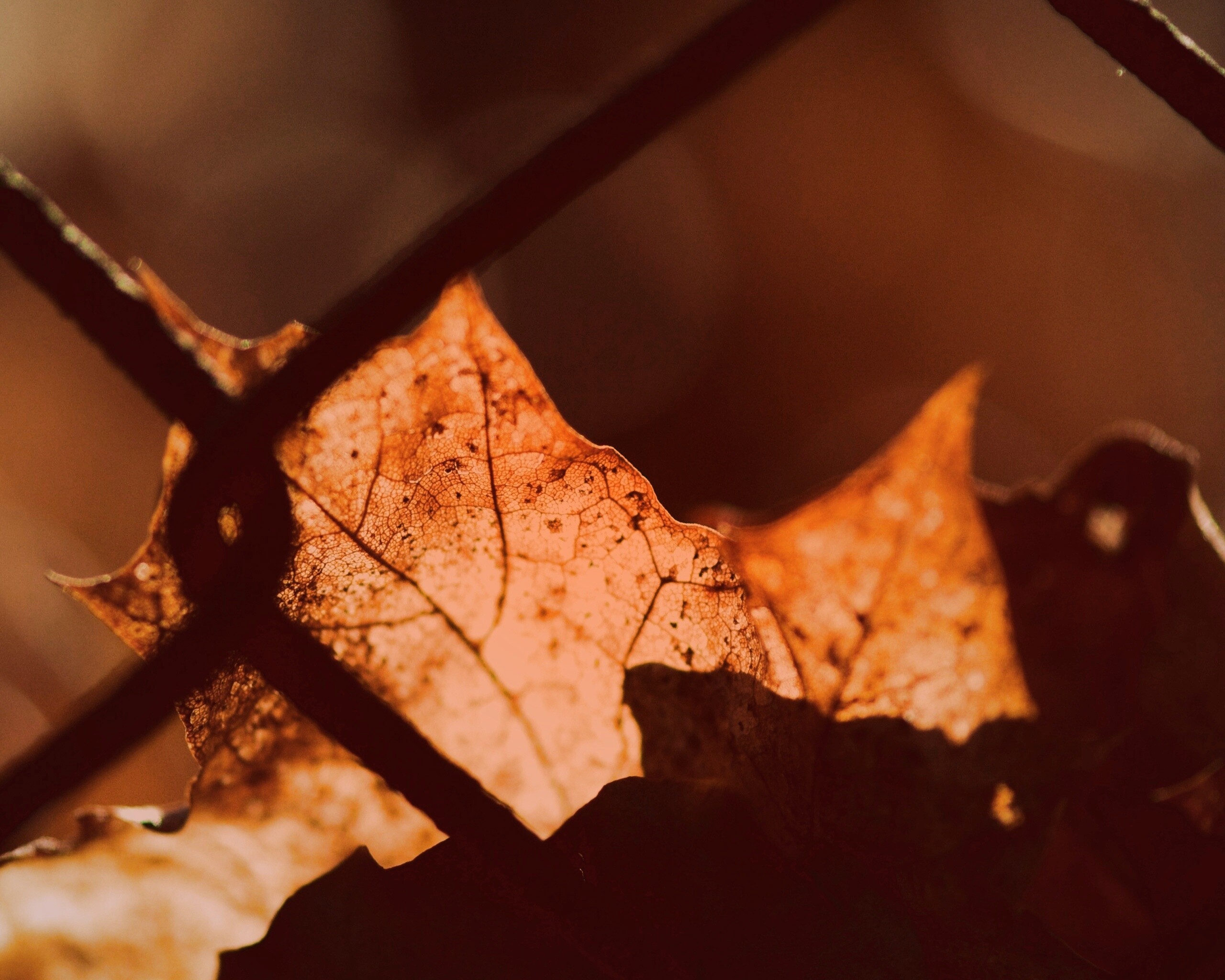 Осенний лист на забором обои