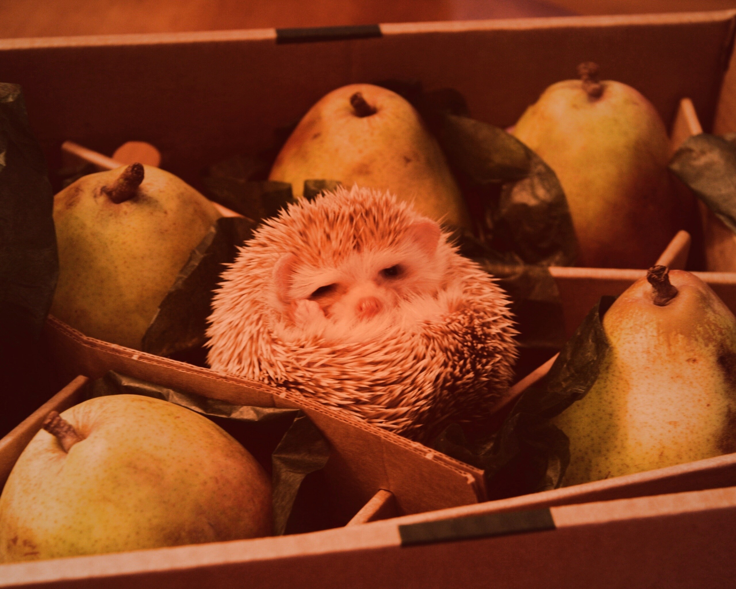 Ёжик в грушах обои