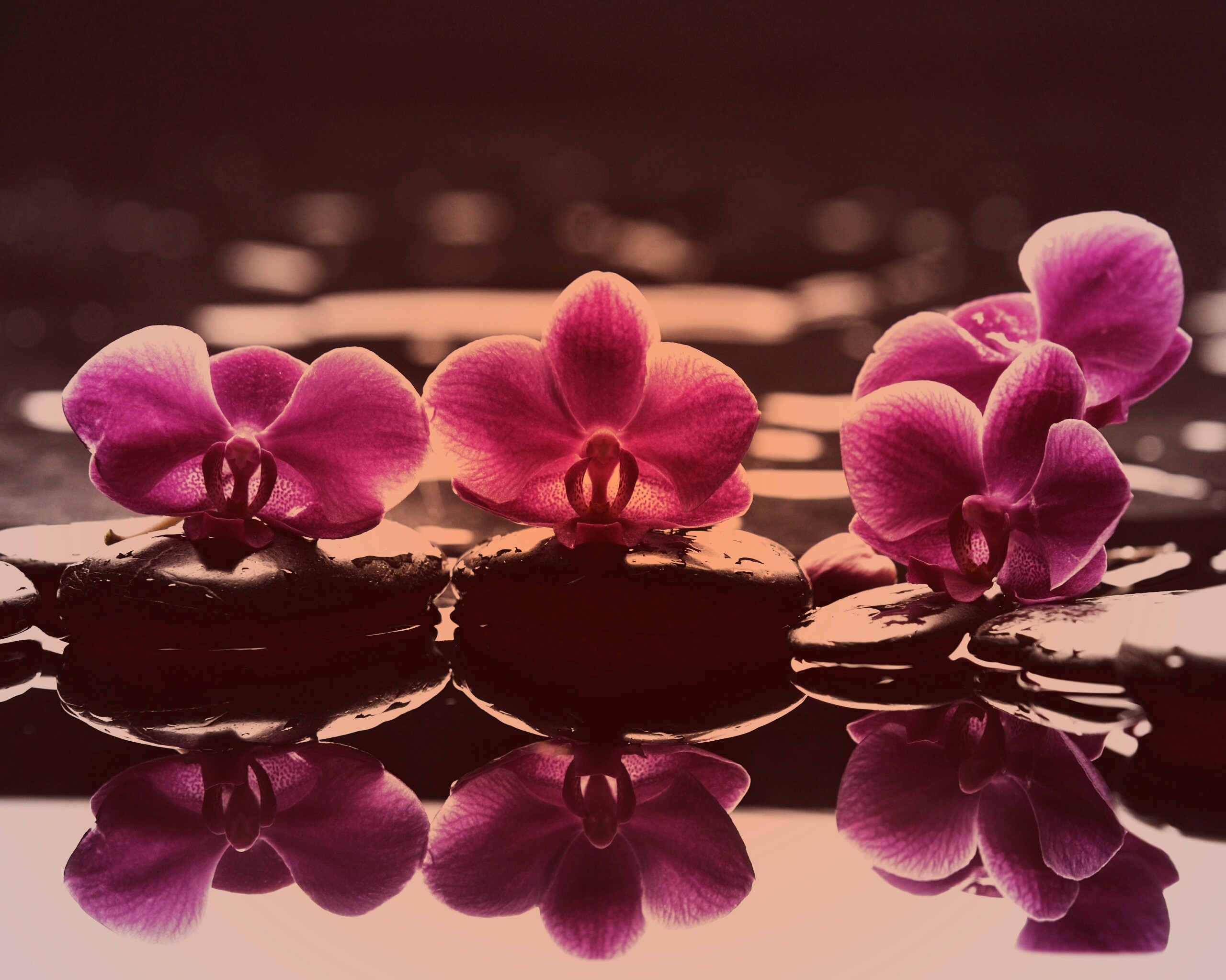 Орхидеи на камнях обои