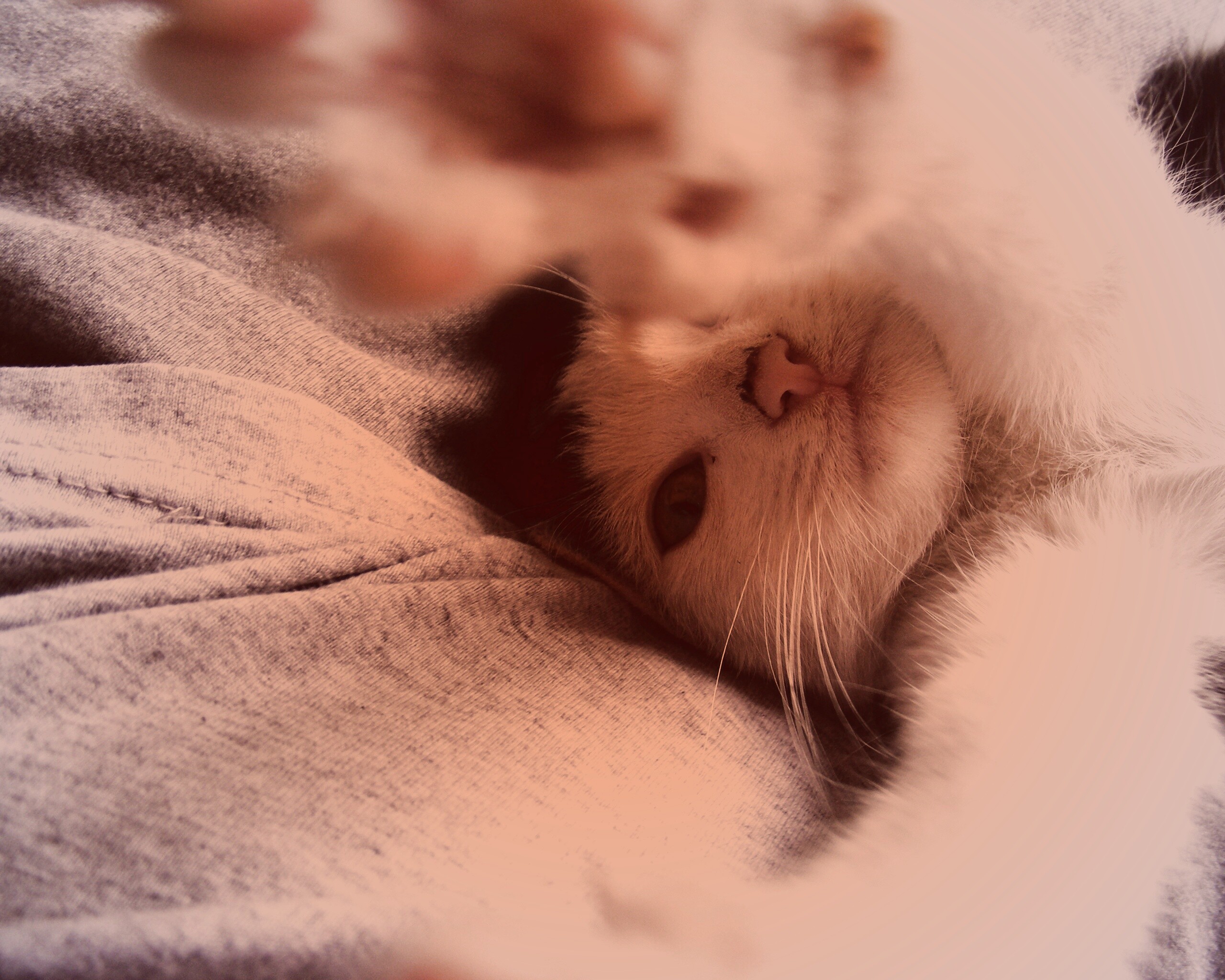 Кот фоткает сам себя обои