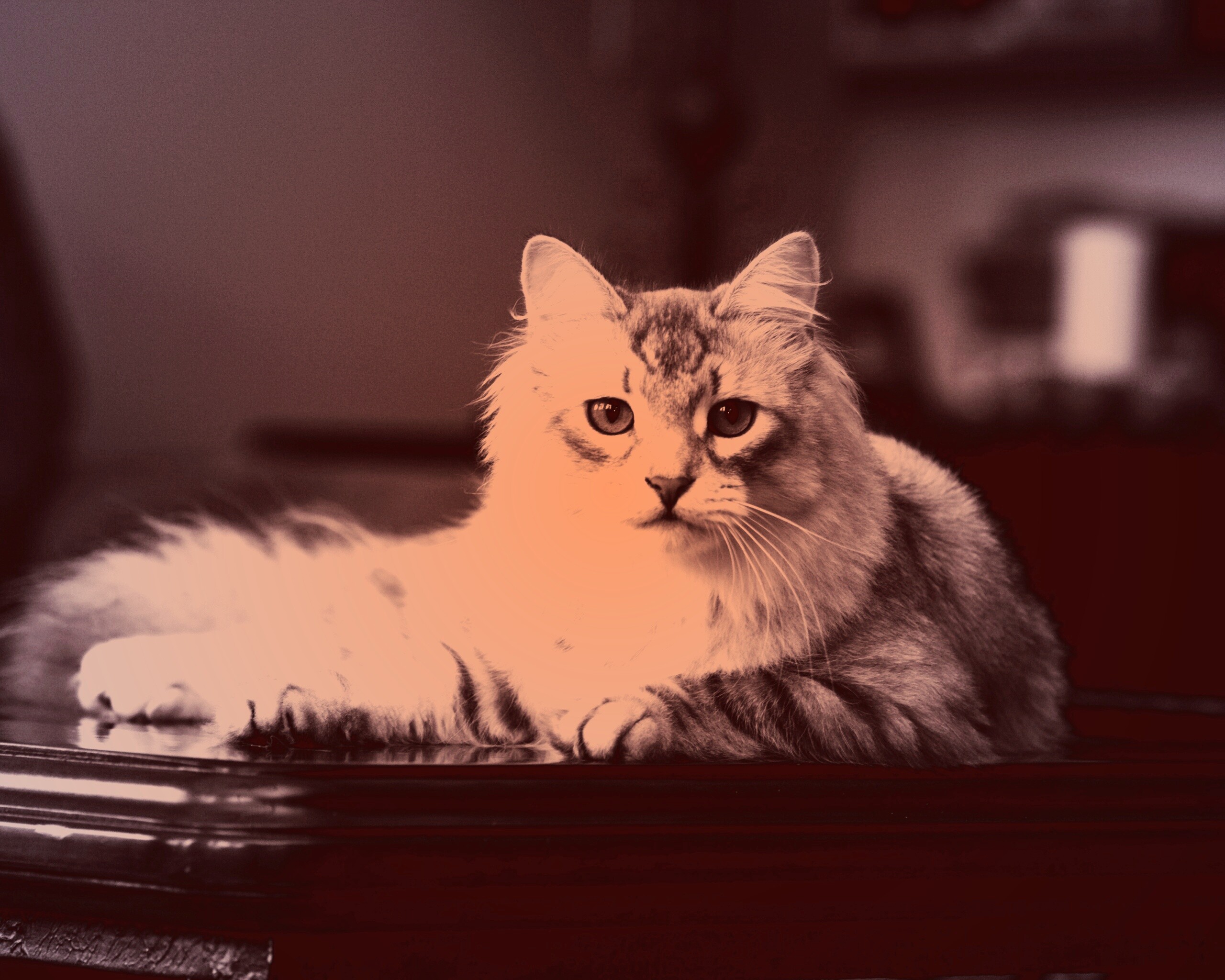 Кот благородных кровей обои