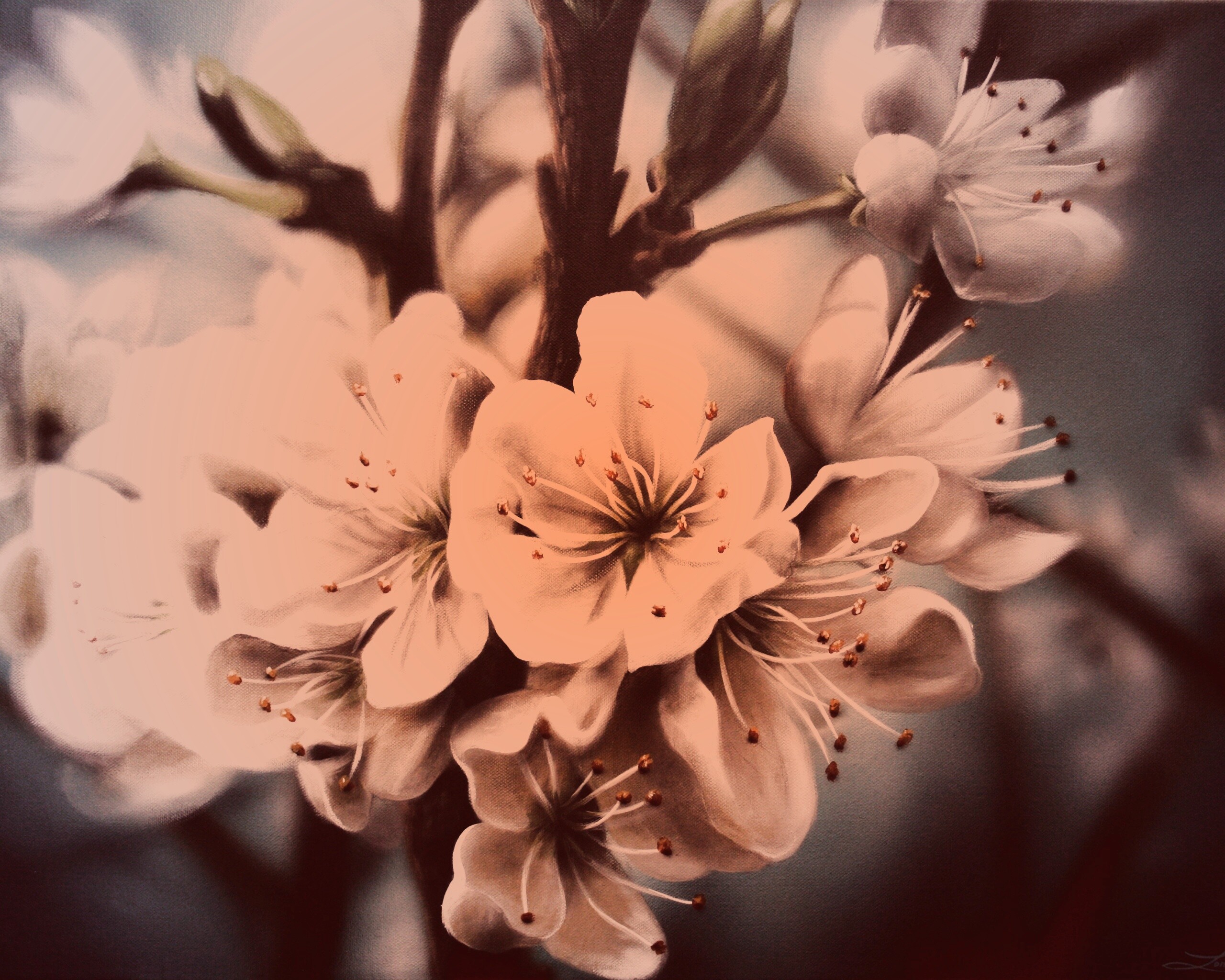 Яблоня в цвету картина обои