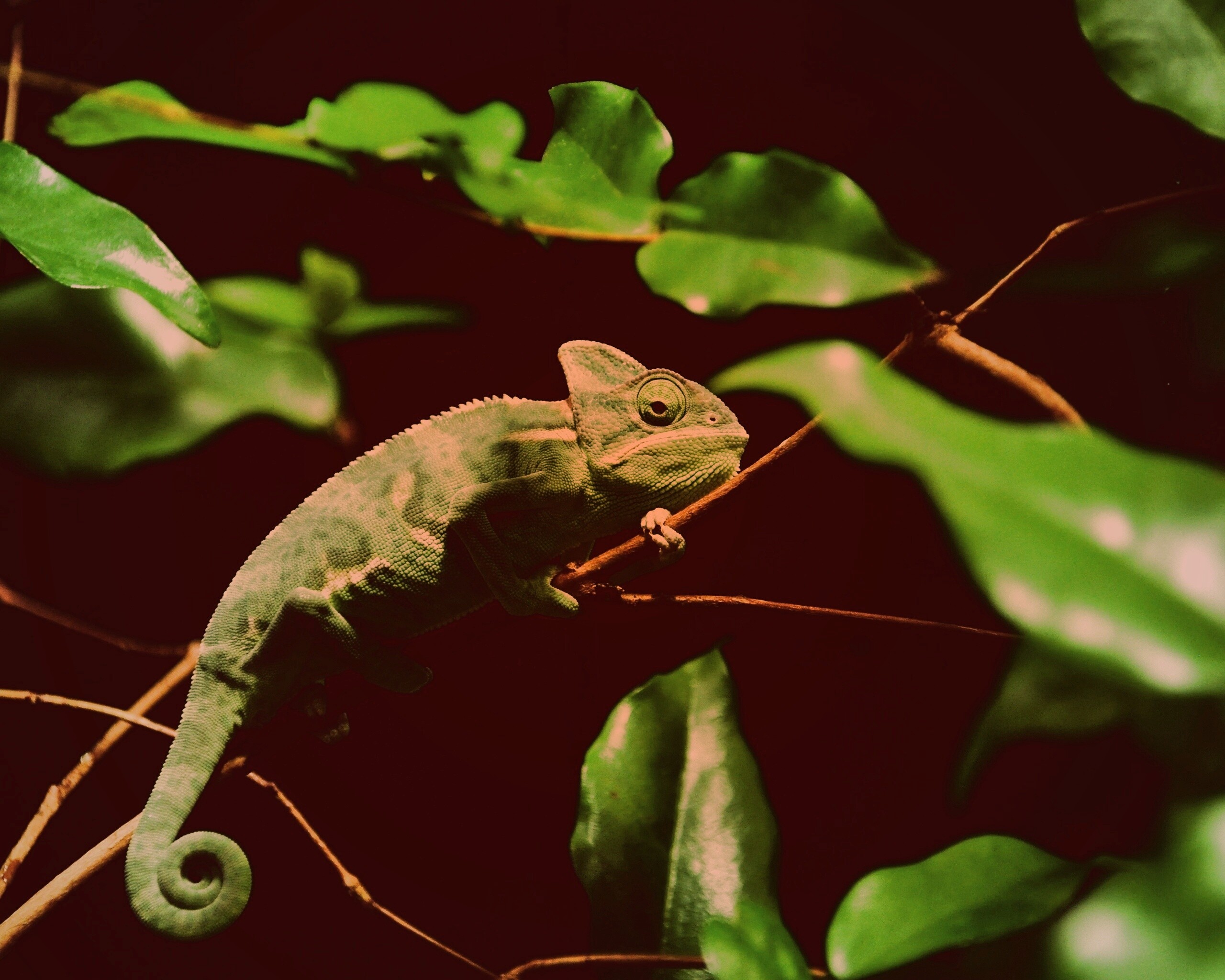 Хамелеон в листве обои