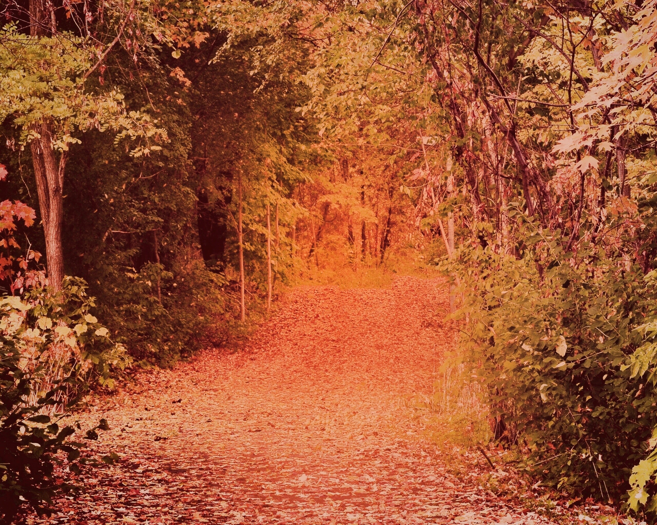 Дорожка в осеннем лесу обои