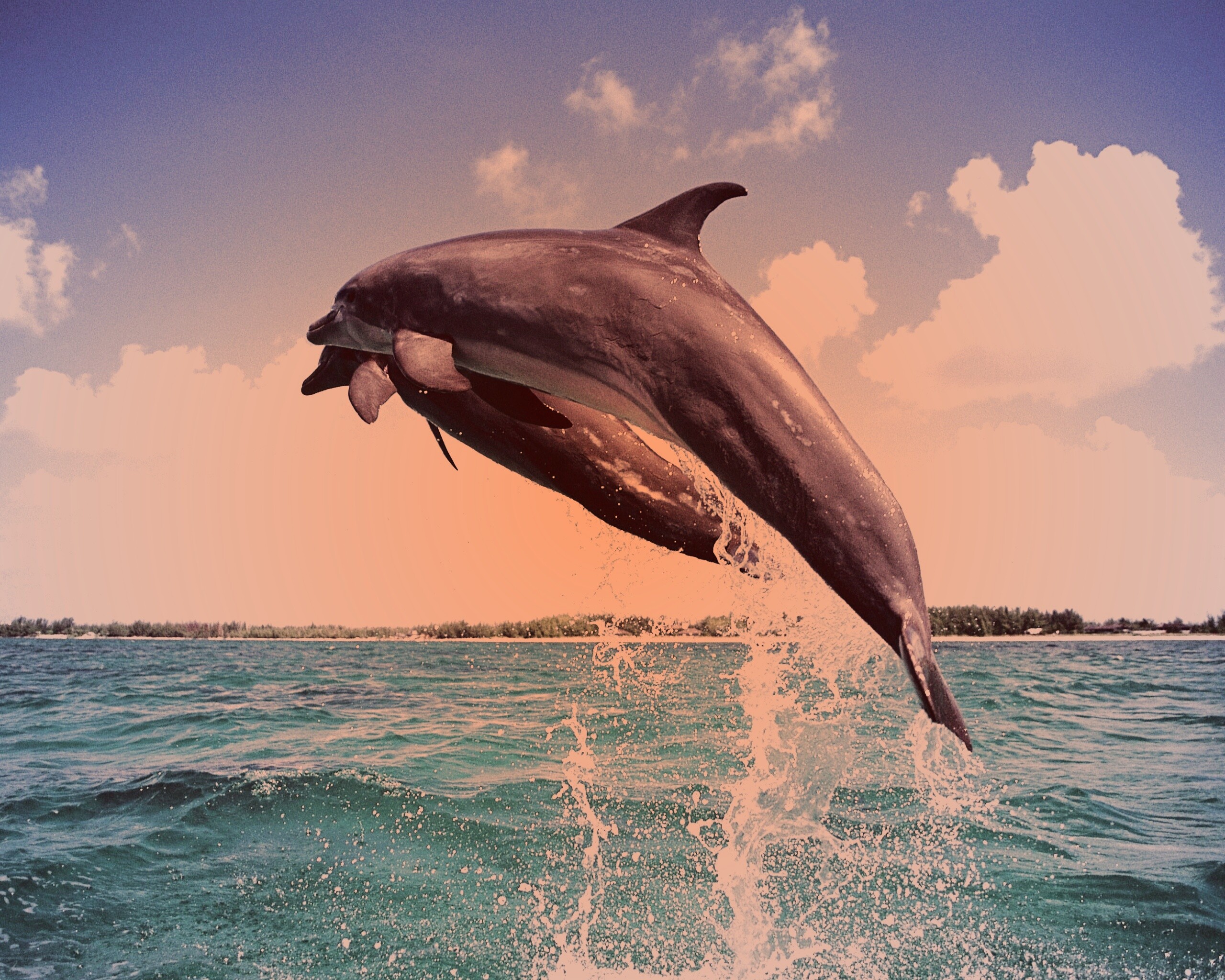 Дельфины обои