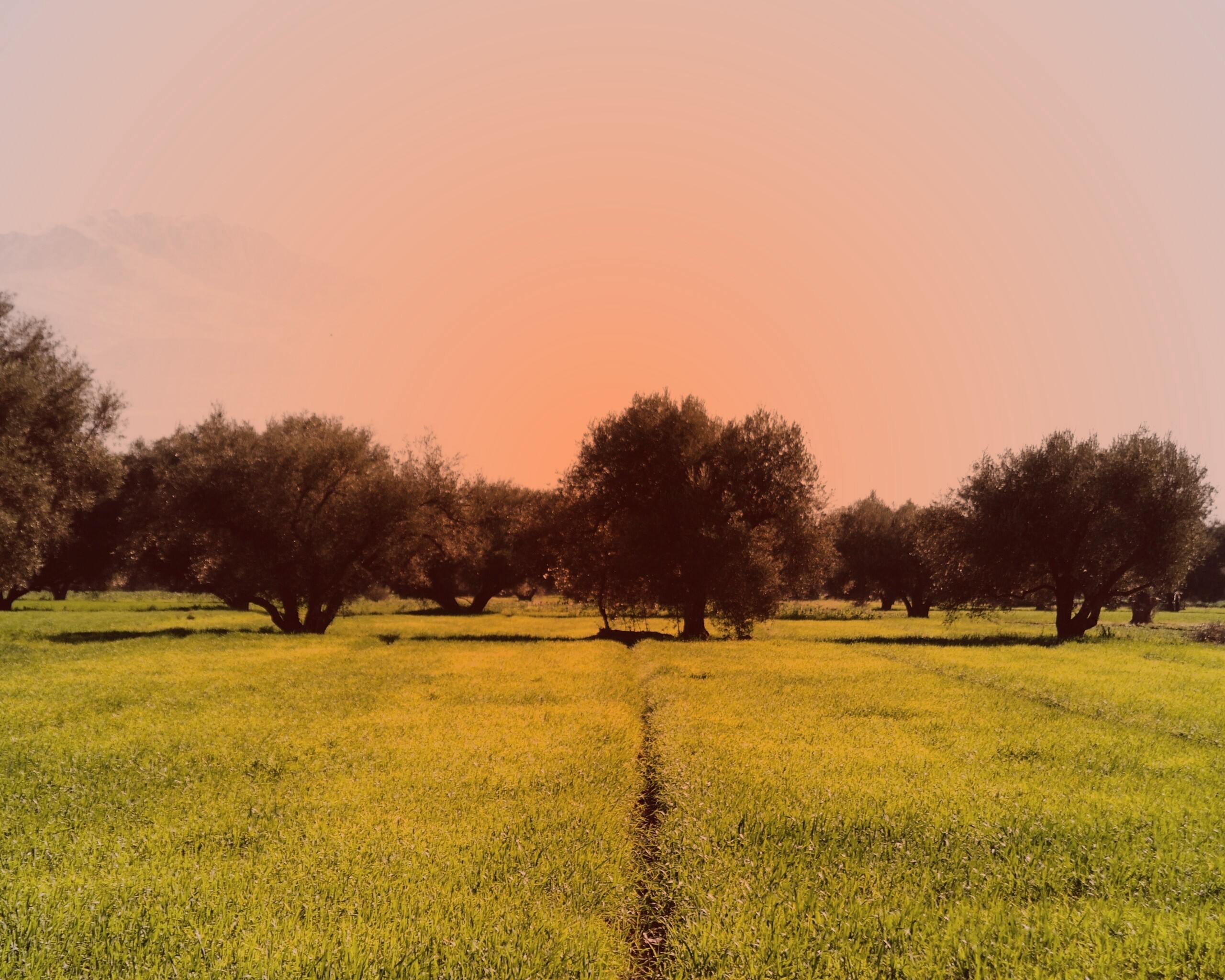 Зеленое поле обои