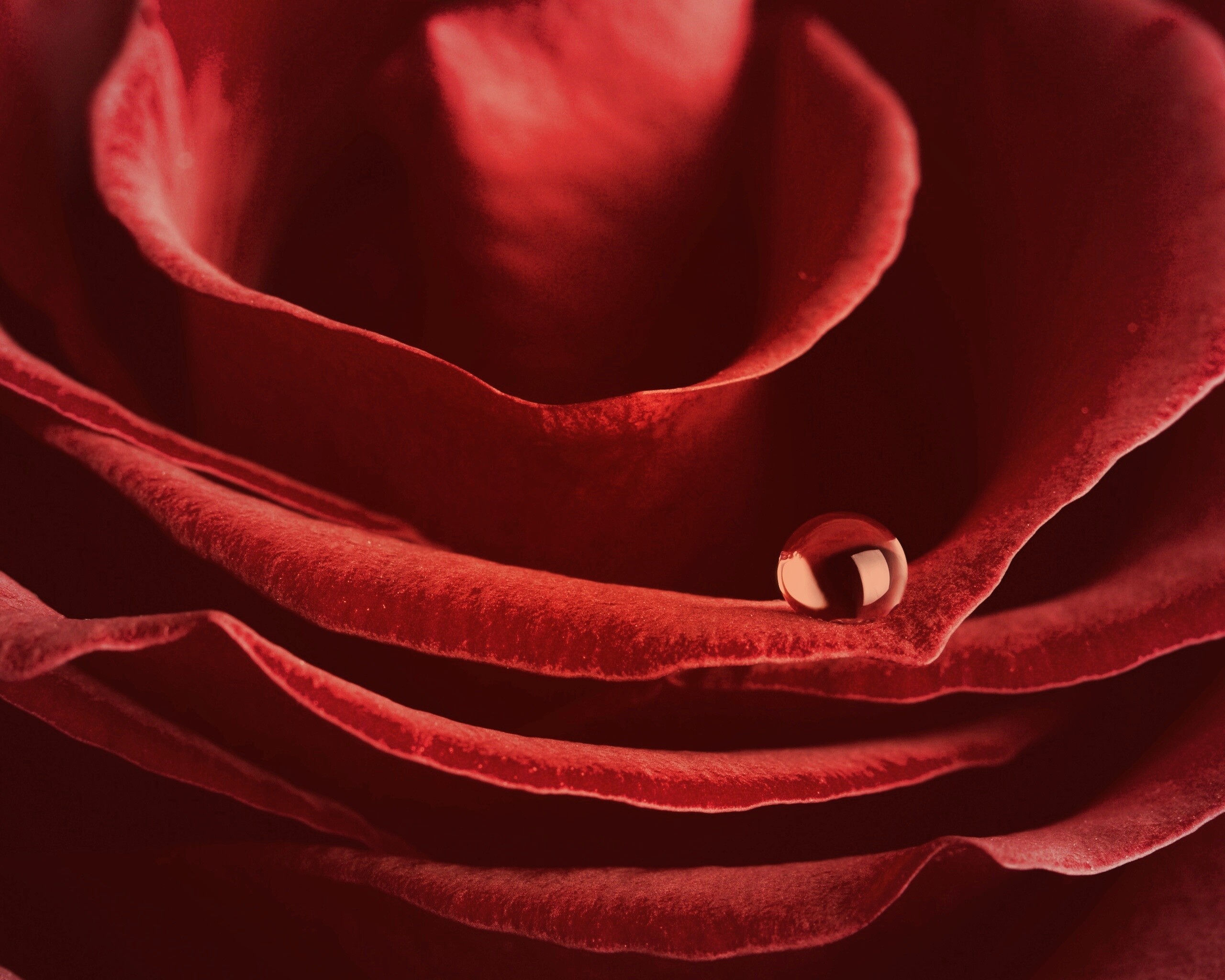 Капля воды на лепестке розы обои