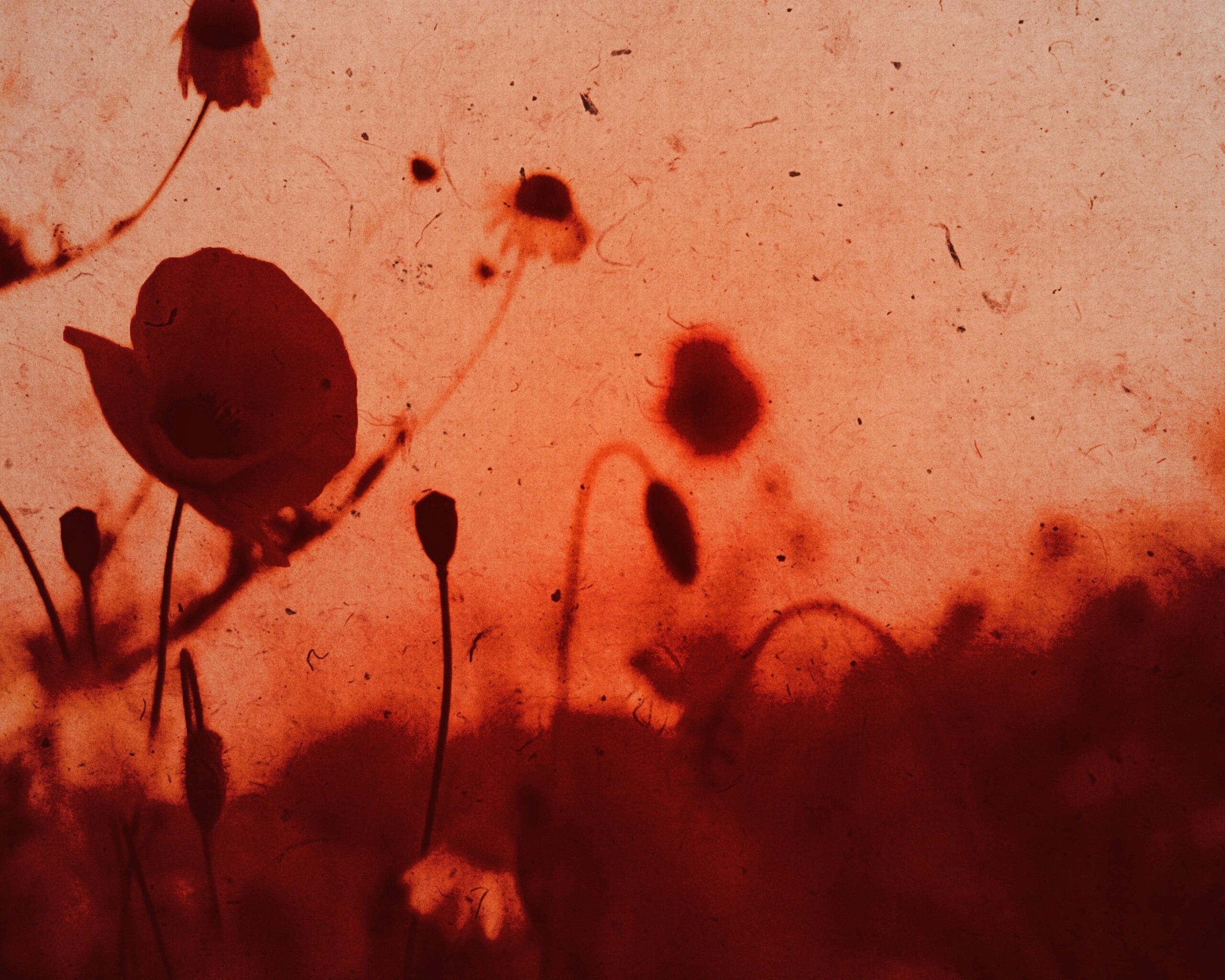 Кровавые цветы в стиле ретро обои