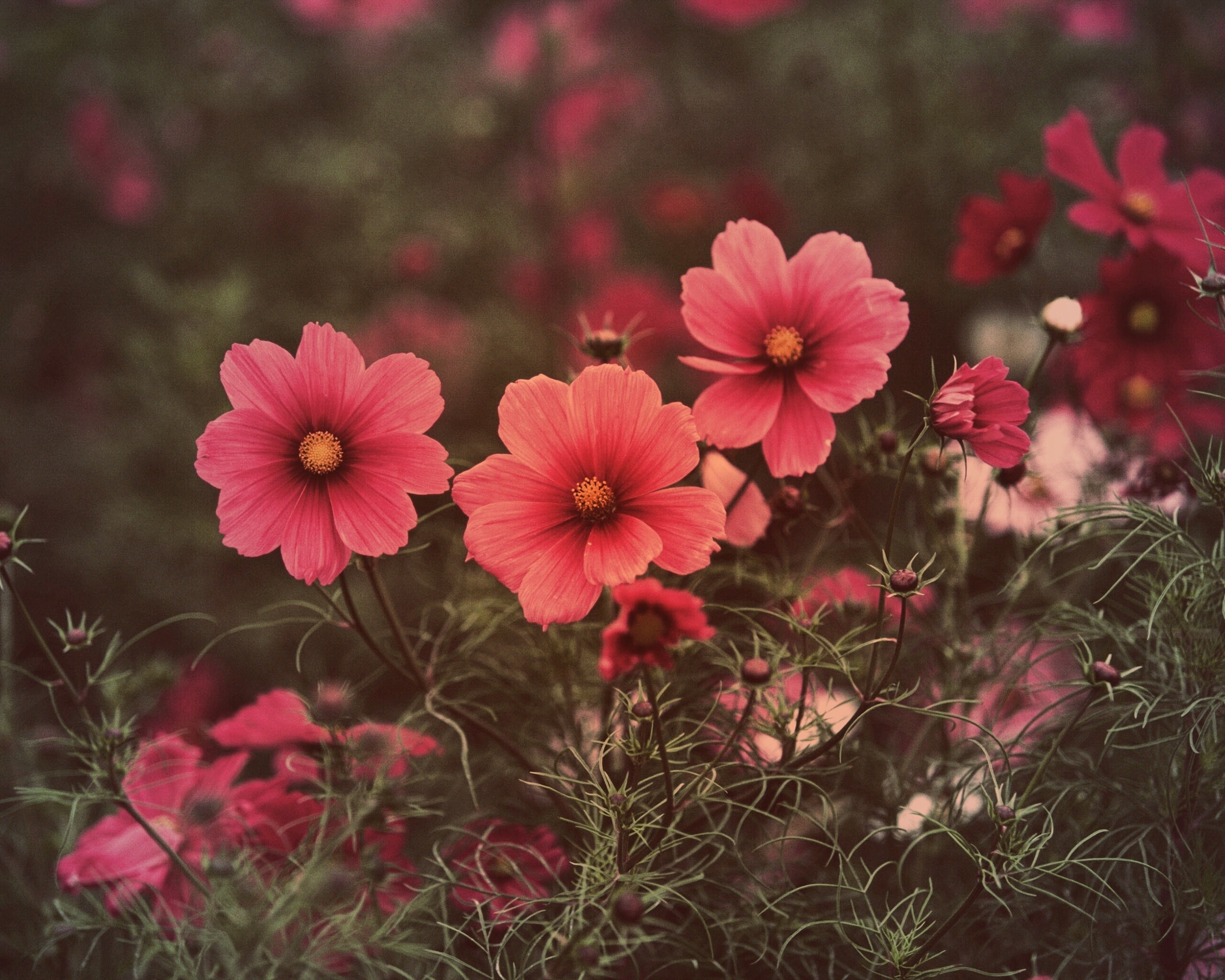 Яркие розовые цветы обои