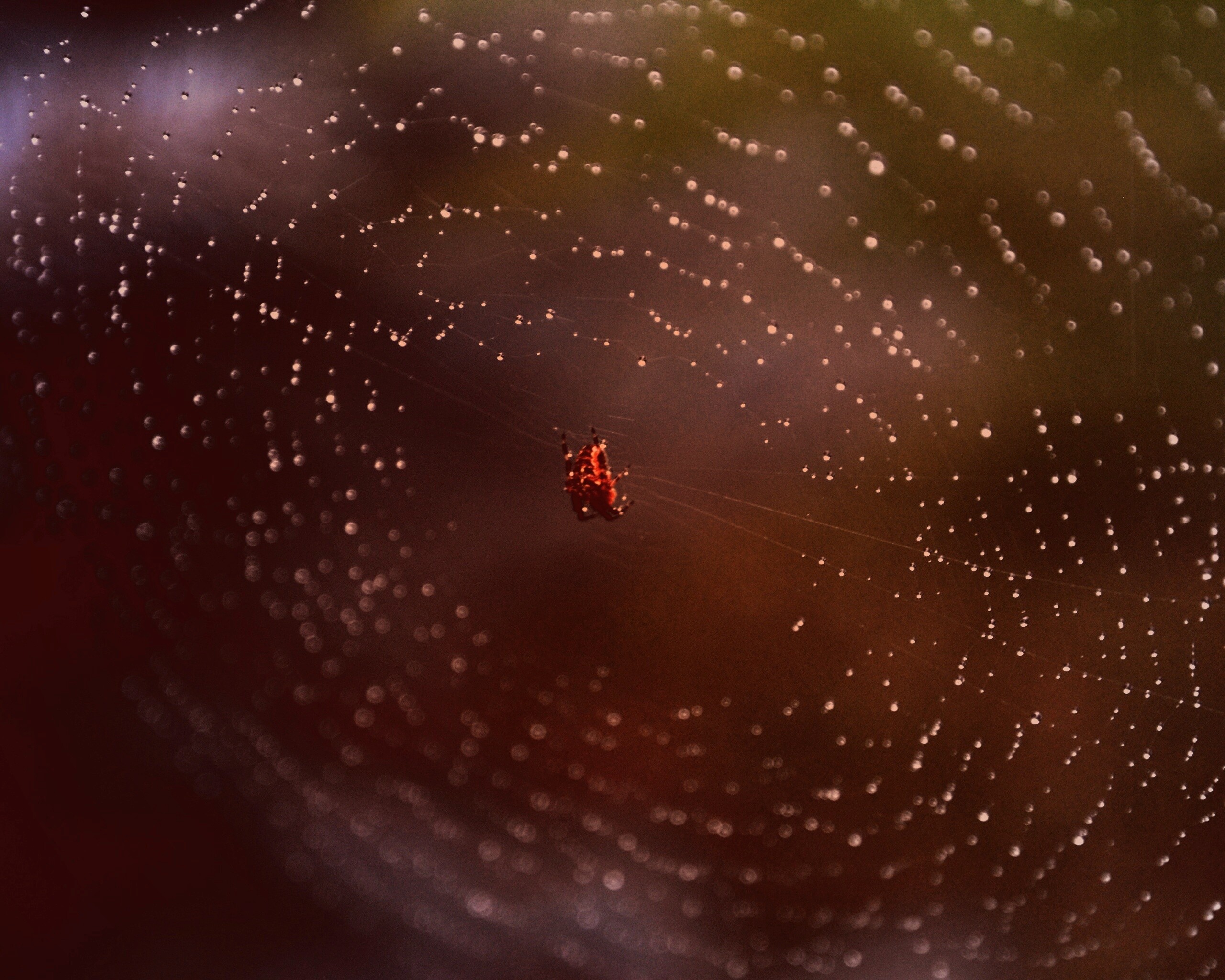 Паук на паутине обои