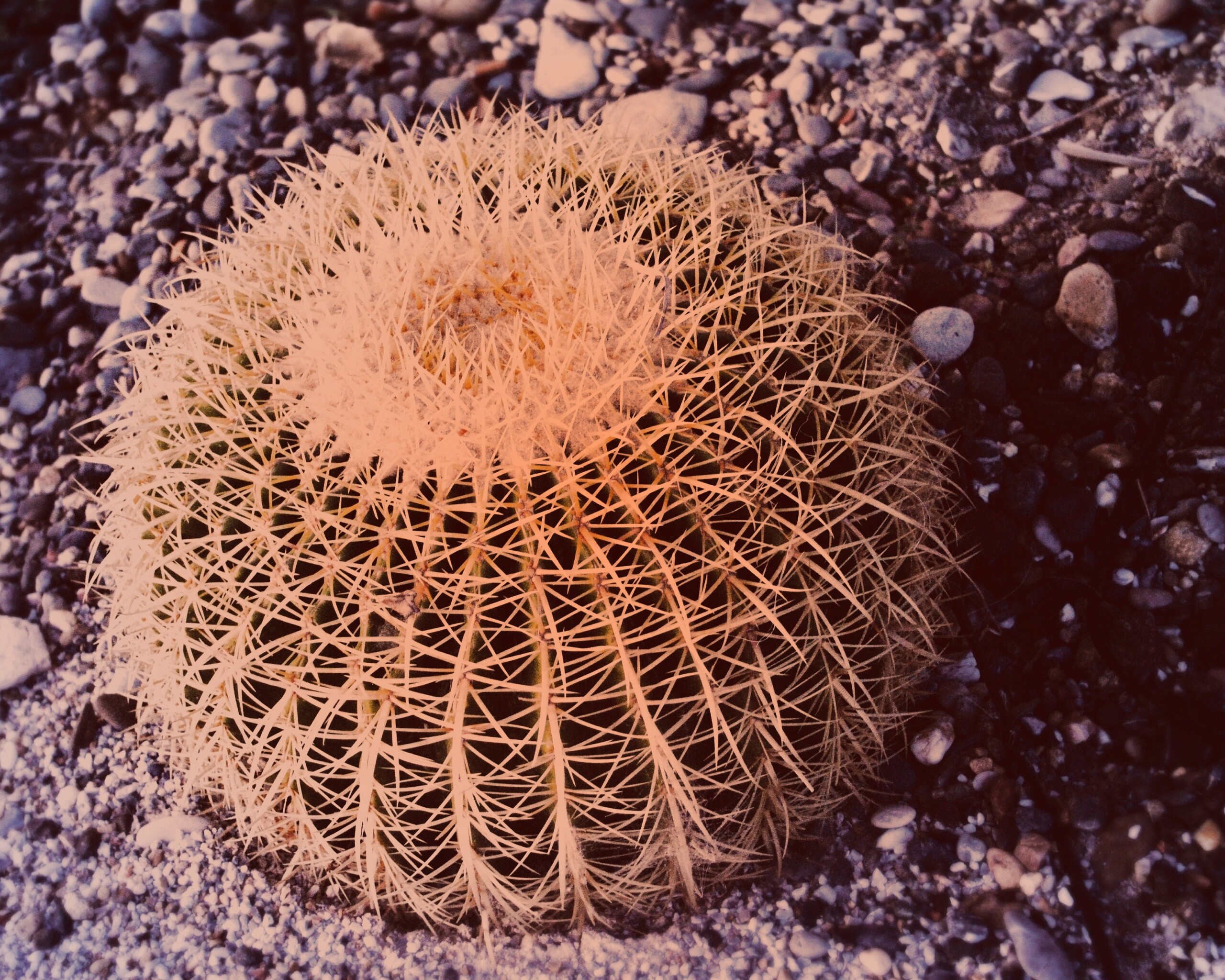 Круглый кактус обои