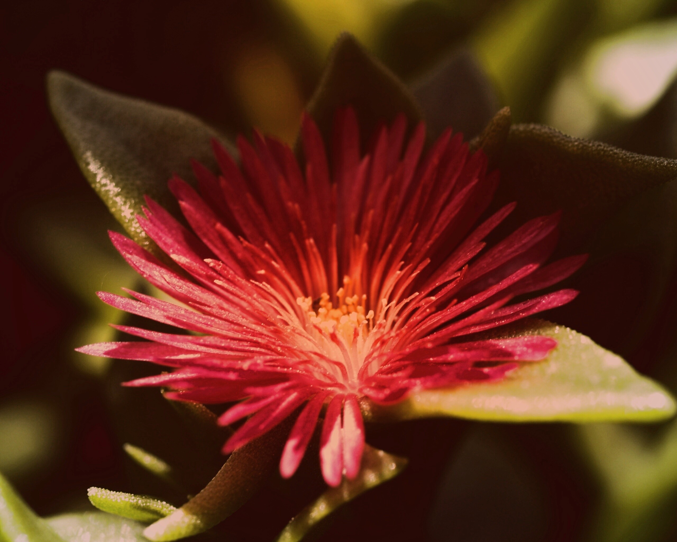 Чудесный цветок обои