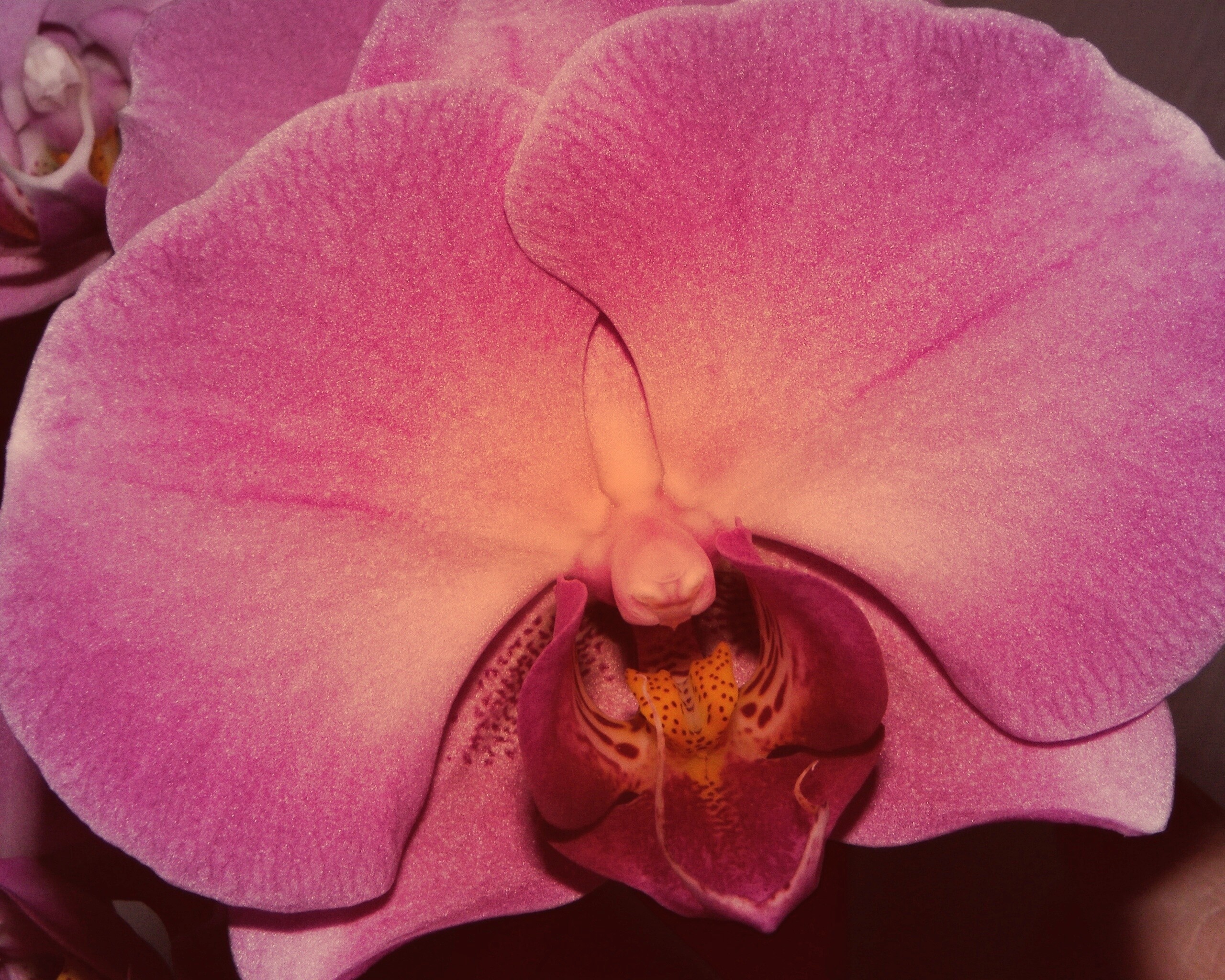 Фиолетовая орхидея обои