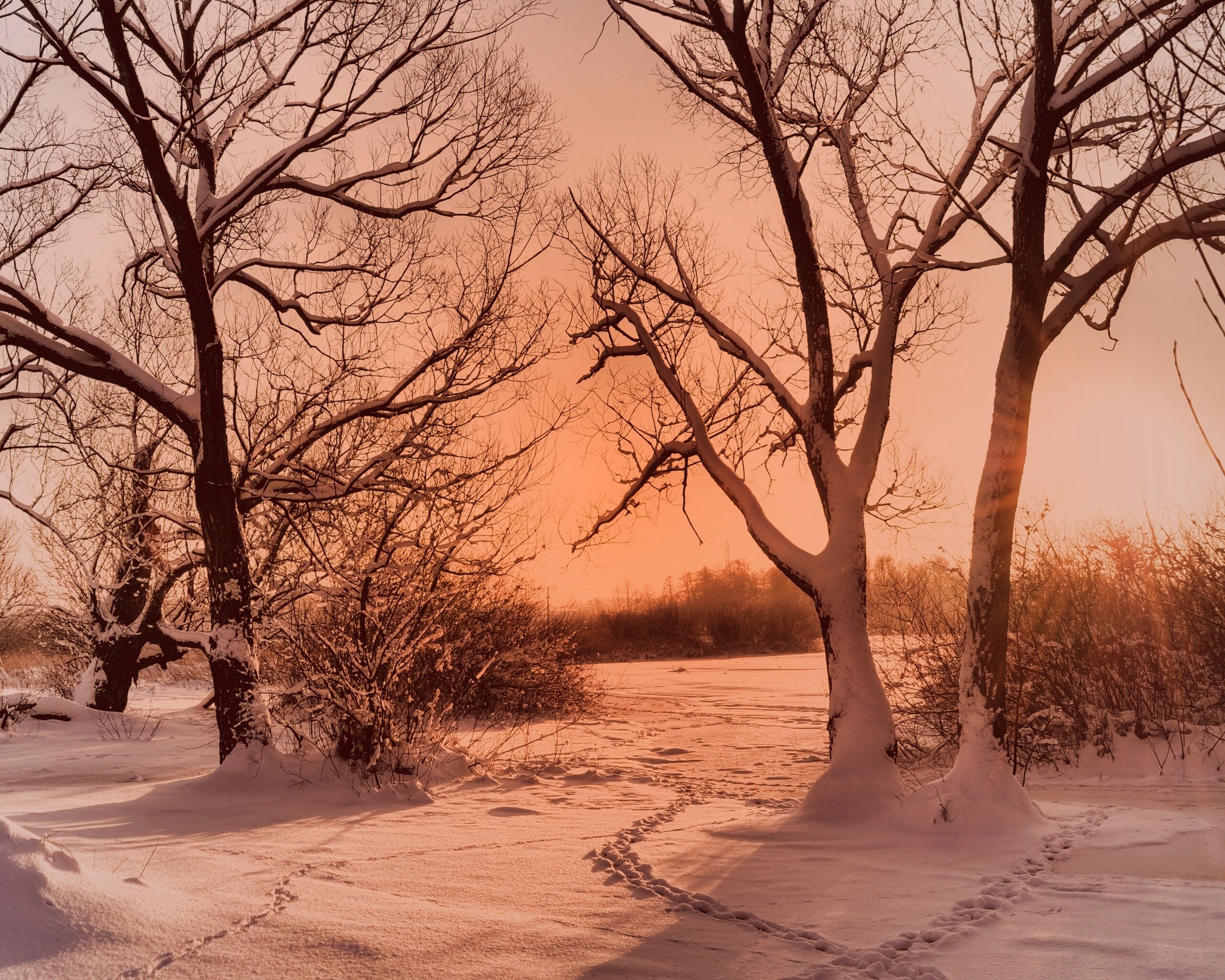 Солнечный свет в зимнем лесу обои