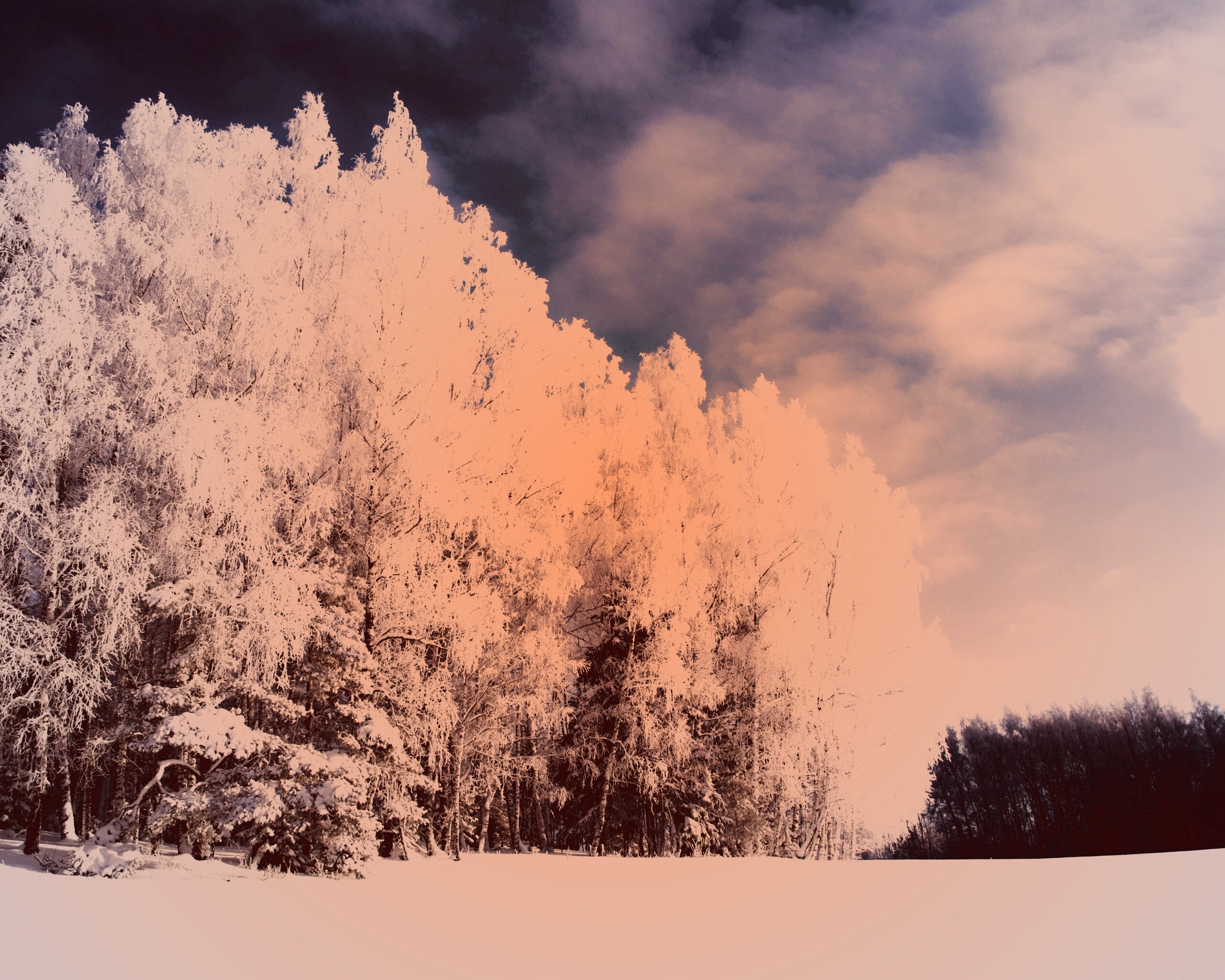 Заснеженные деревья обои