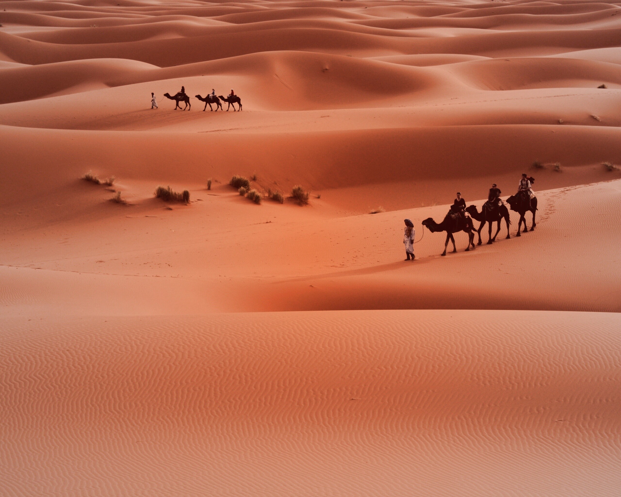 Караваны пустыни обои