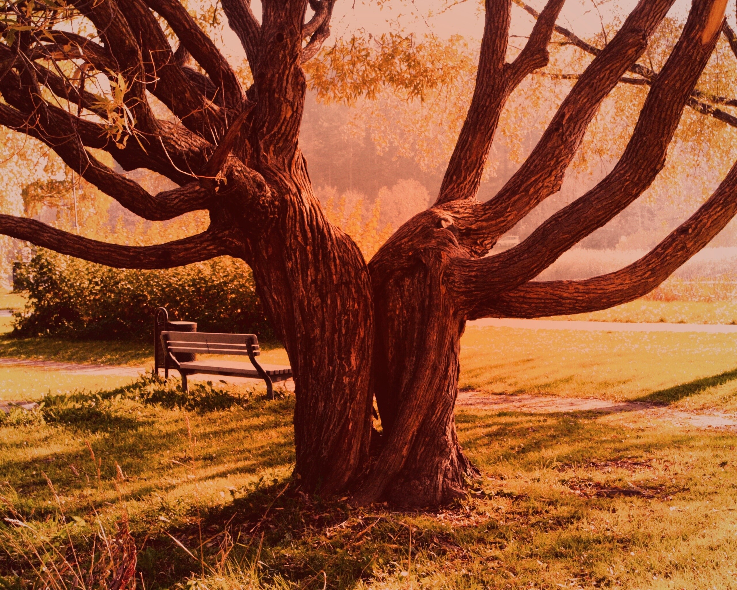 Старые сросшиеся деревья обои