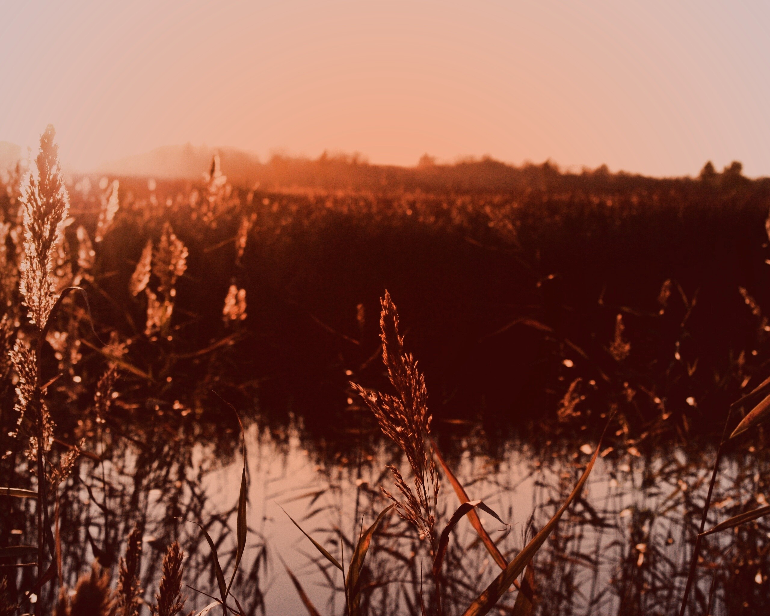 Заросшее озеро обои