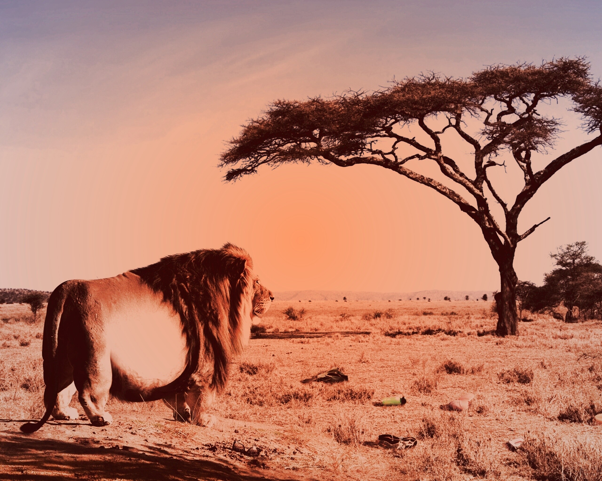 Толстый лев обои