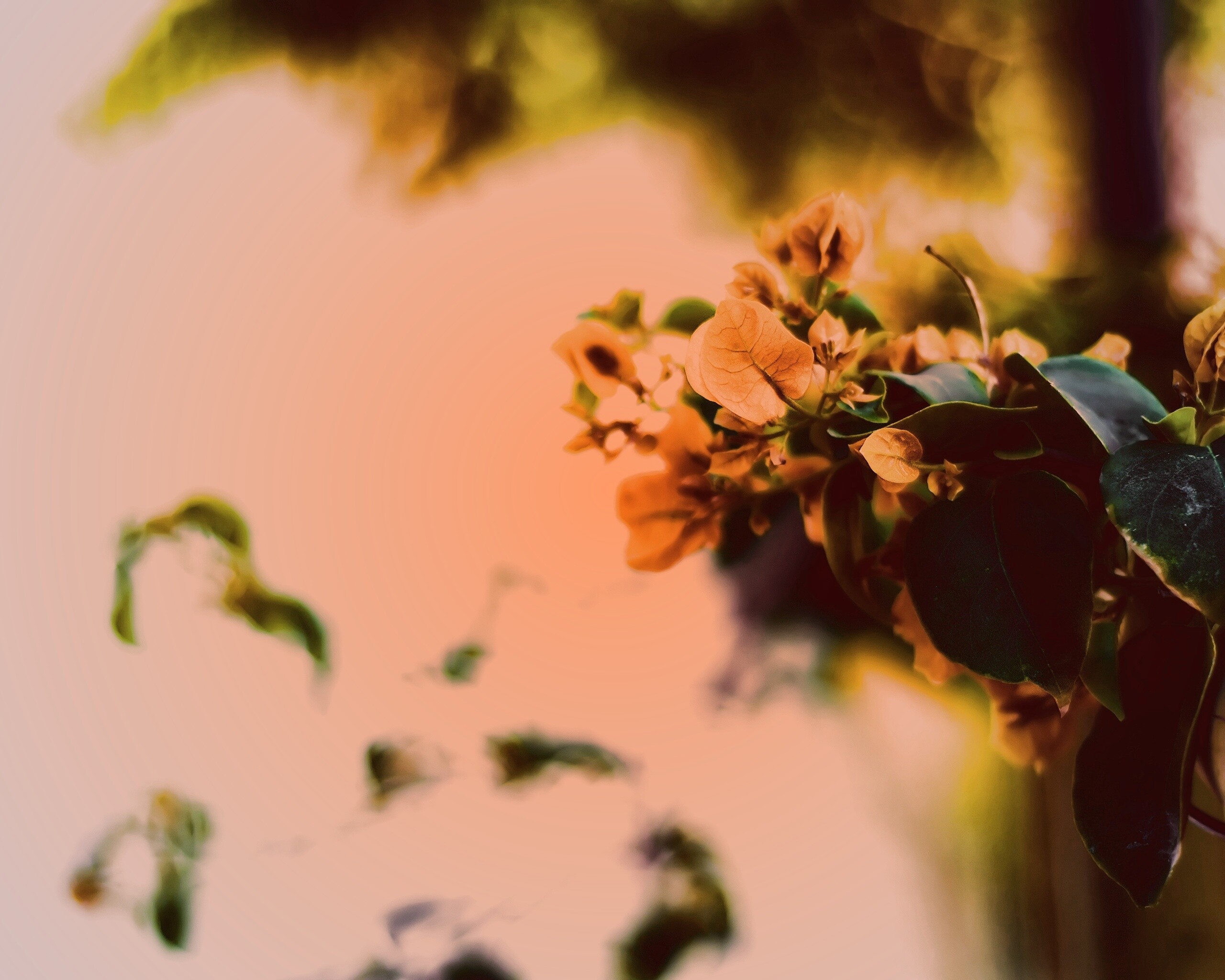 Растение обои