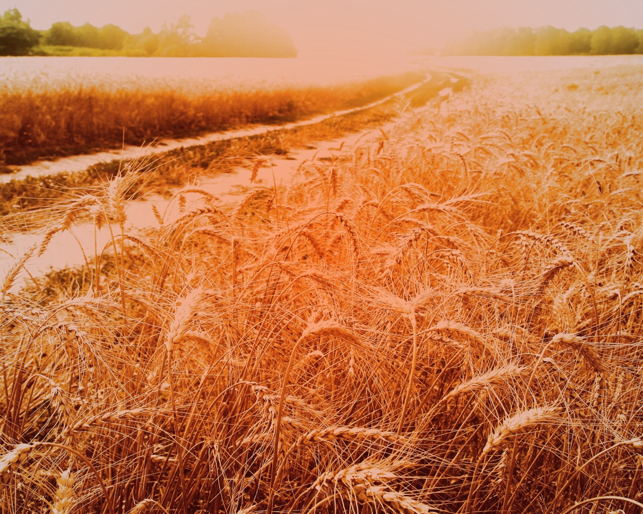 Речка среди поля обои